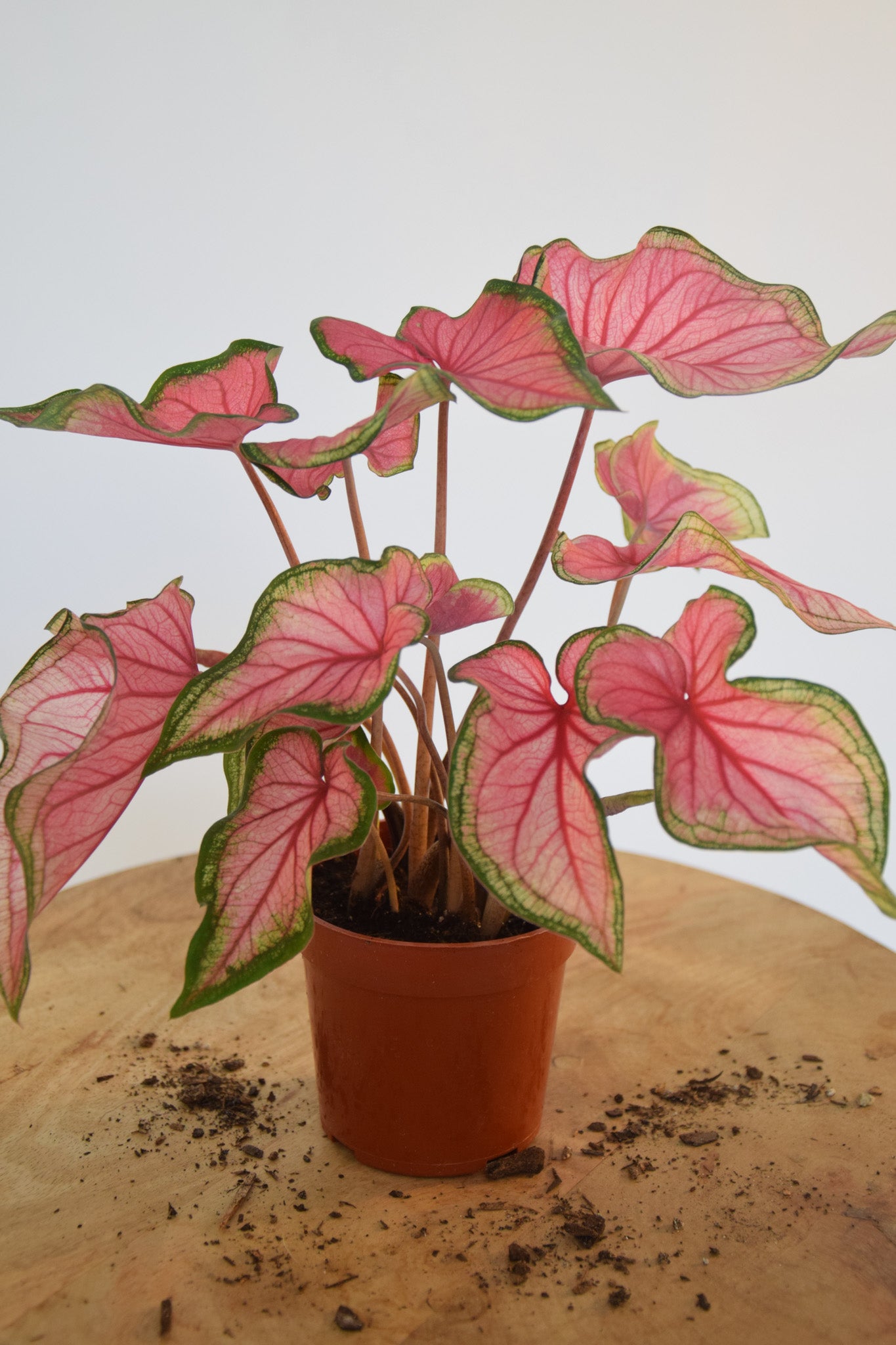 4" Caladium