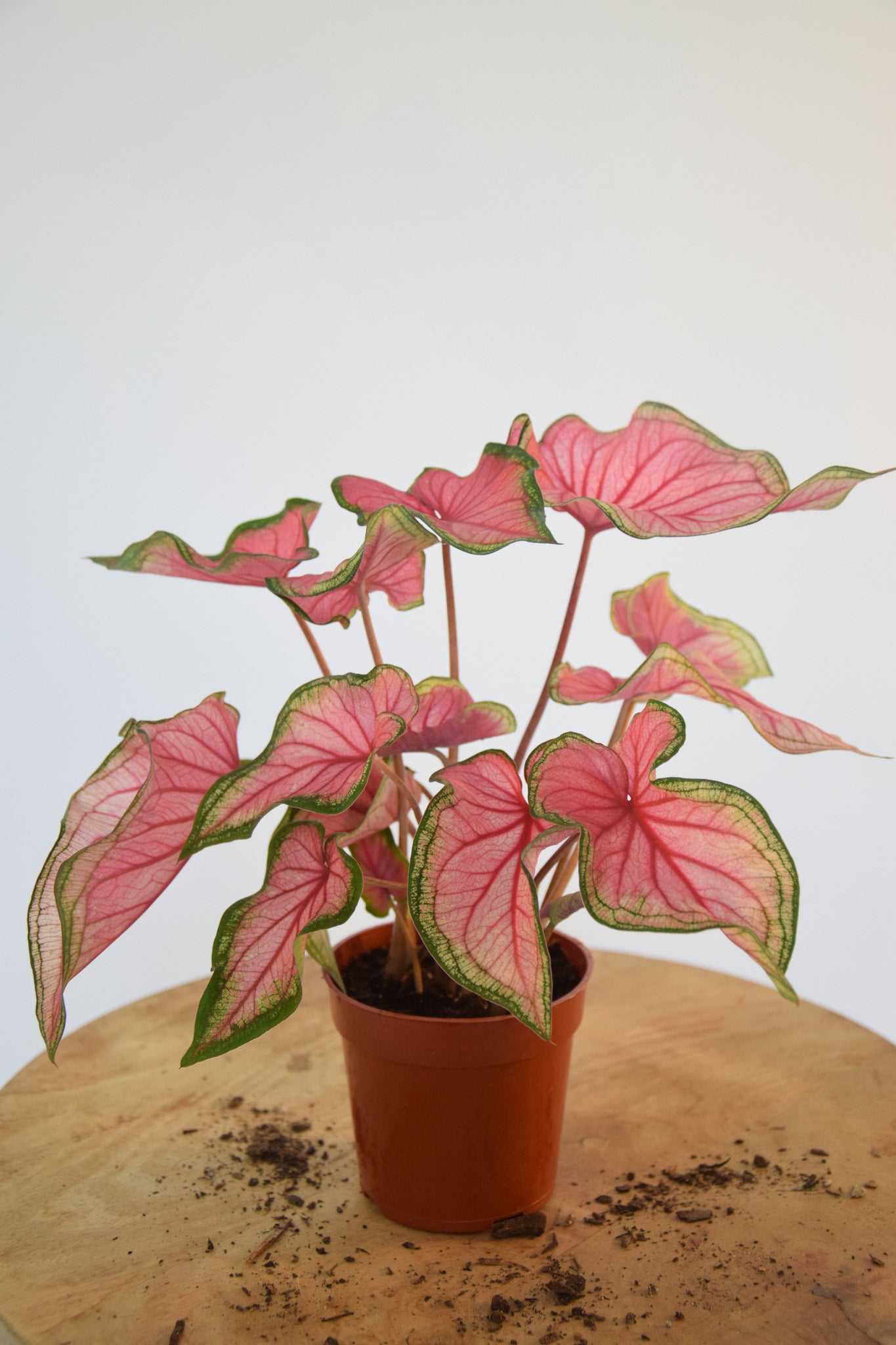 4" Caladium