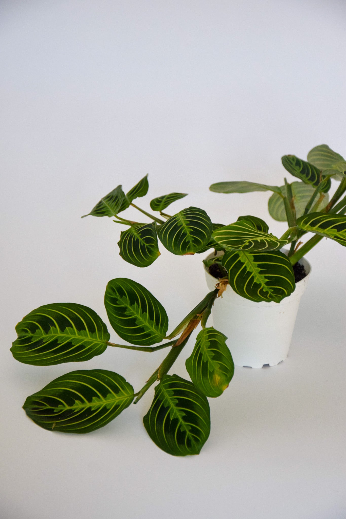 4" Maranta Lemon Lime