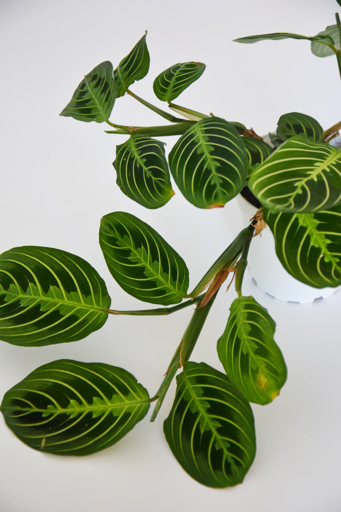 4" Maranta Lemon Lime