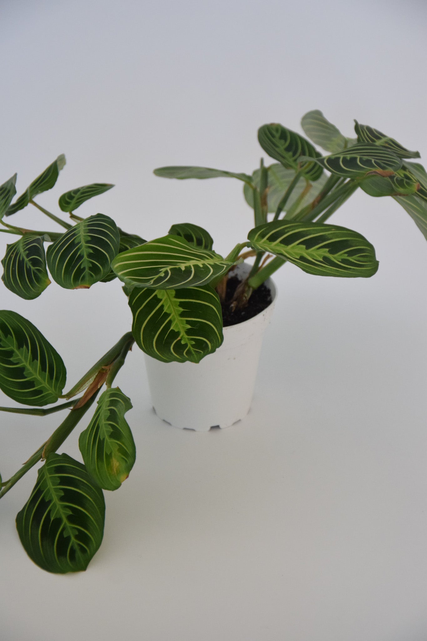4" Maranta Lemon Lime