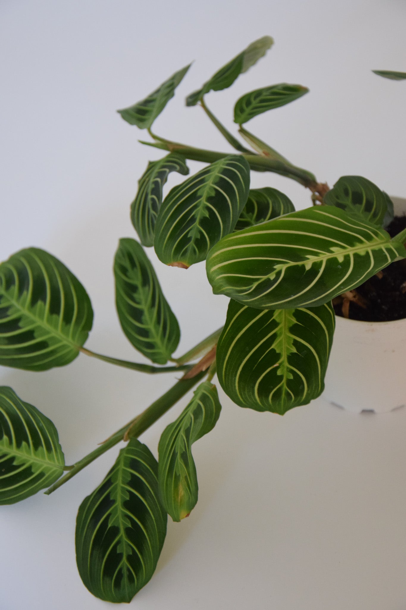 4" Maranta Lemon Lime