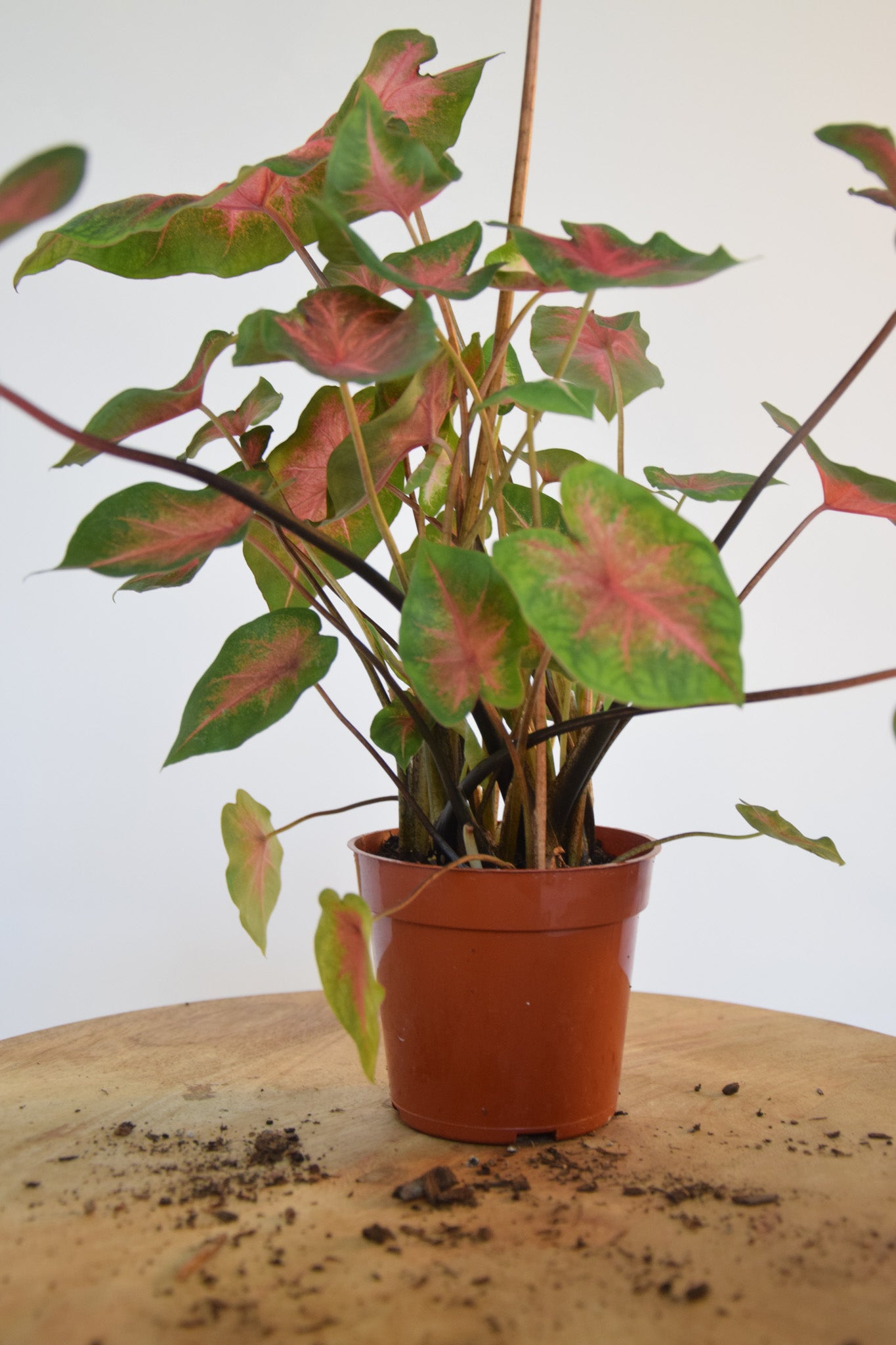 4" Caladium