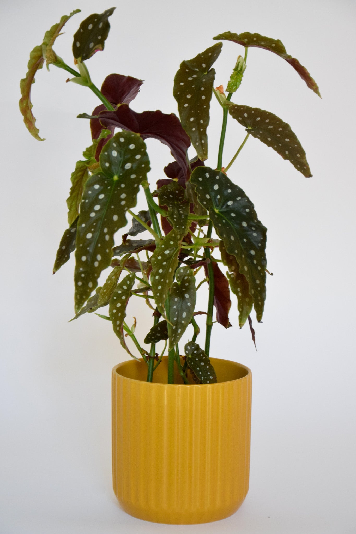 6" Begonia Maculata