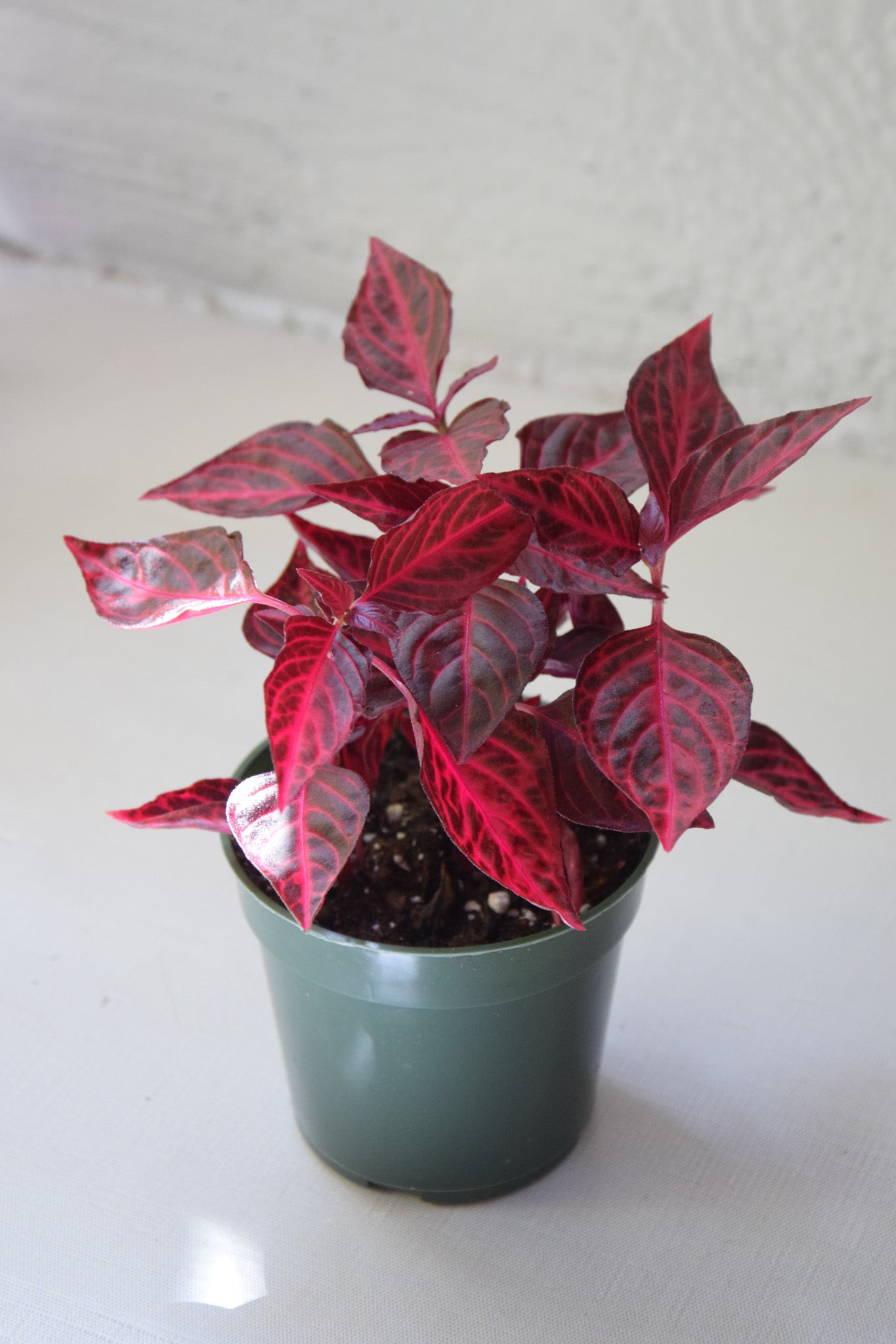 4" Red Iresine