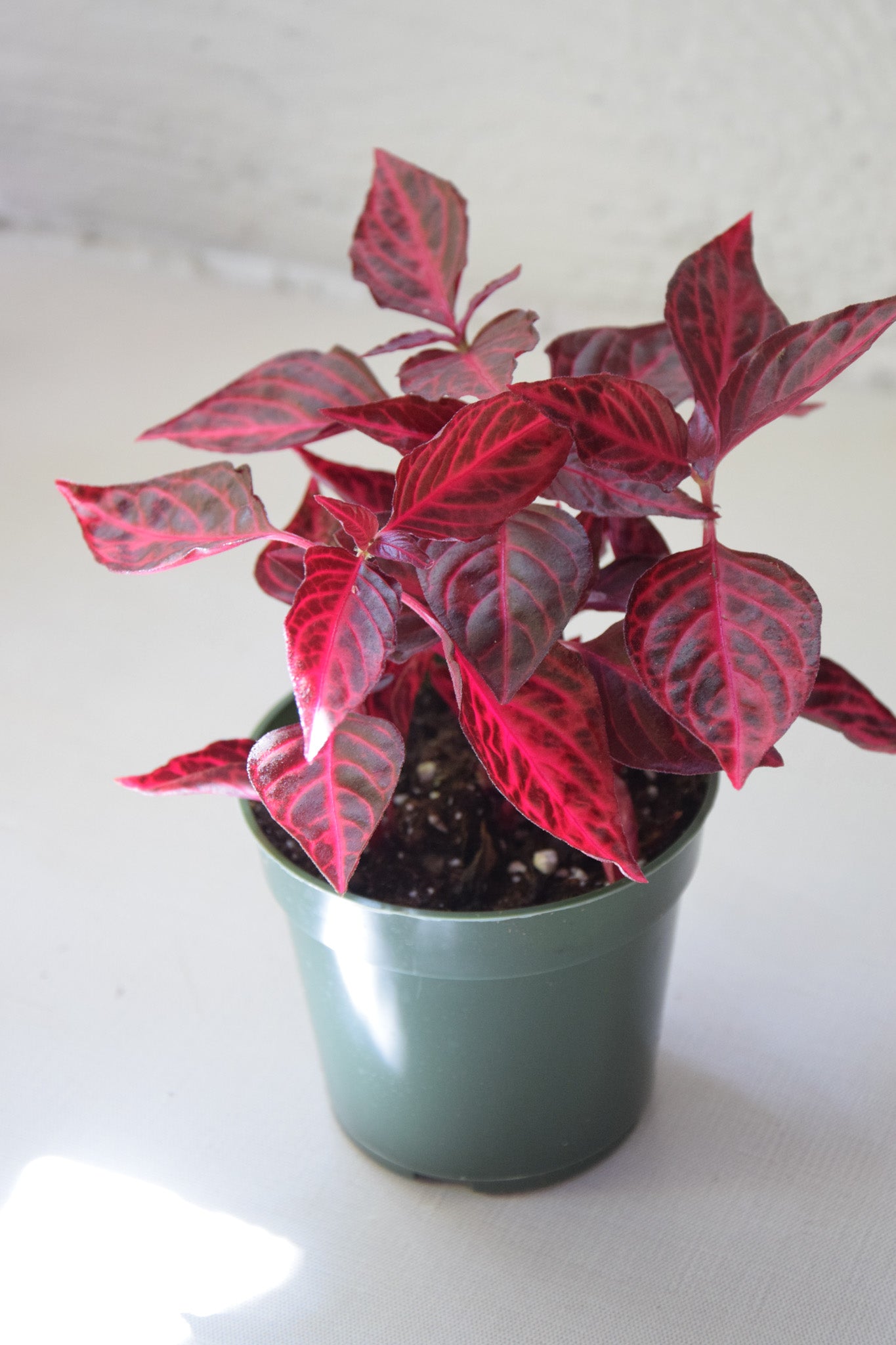 4" Red Iresine