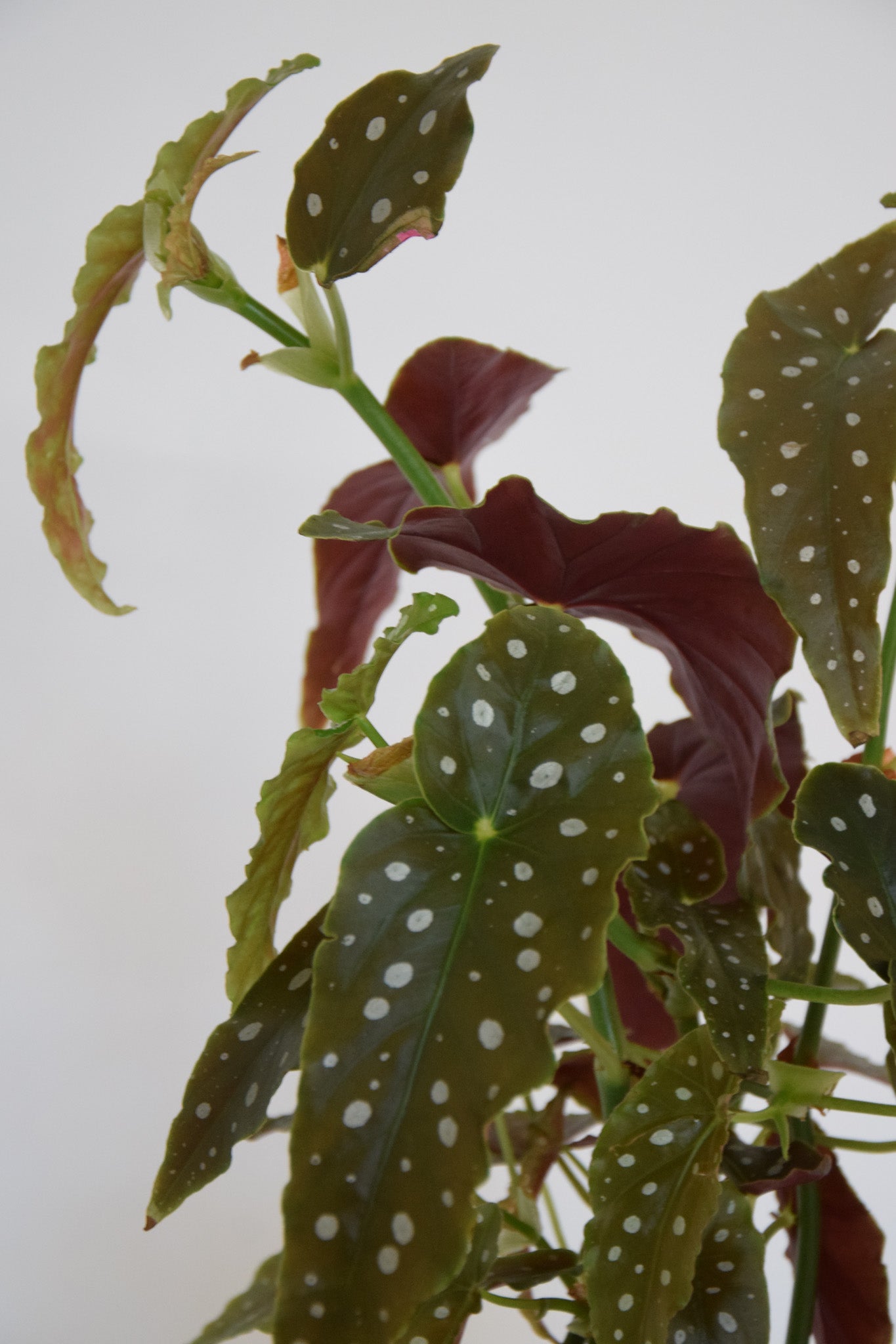 6" Begonia Maculata