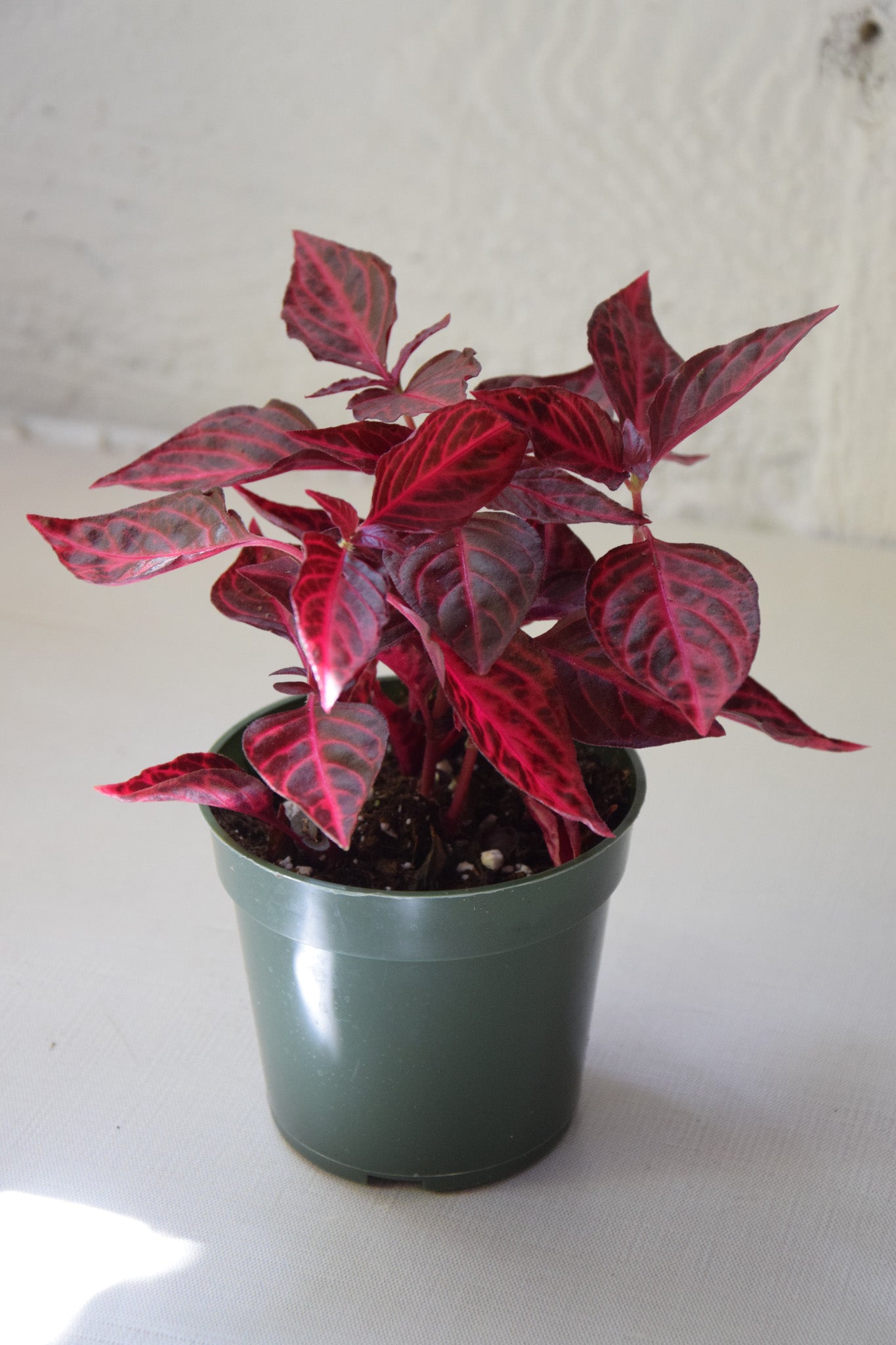 4" Red Iresine