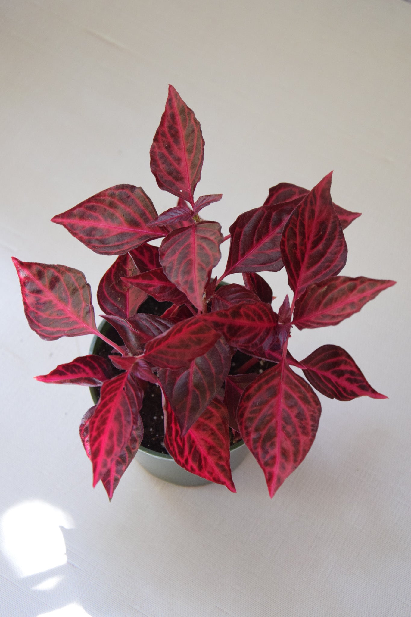 4" Red Iresine