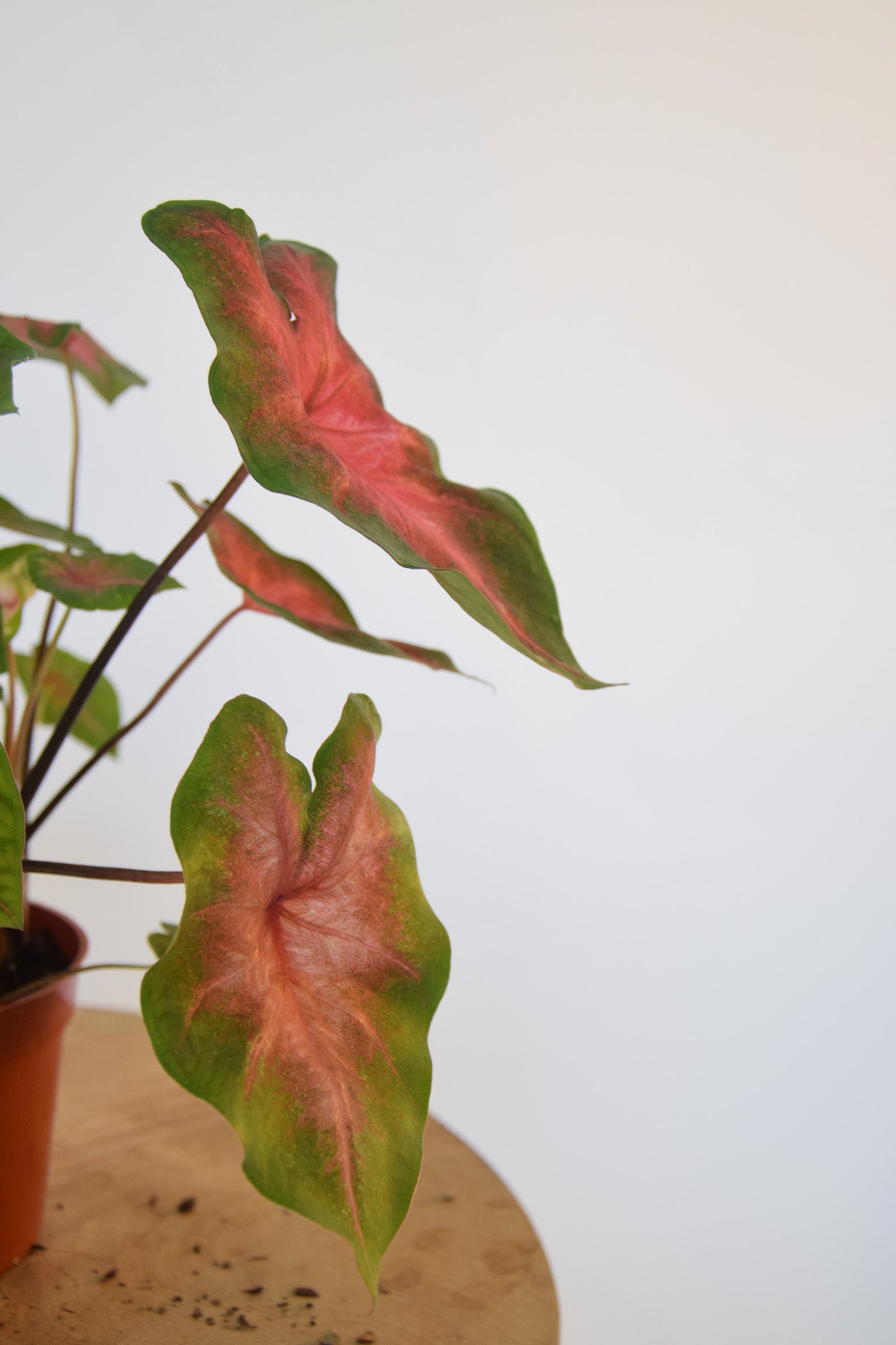 4" Caladium