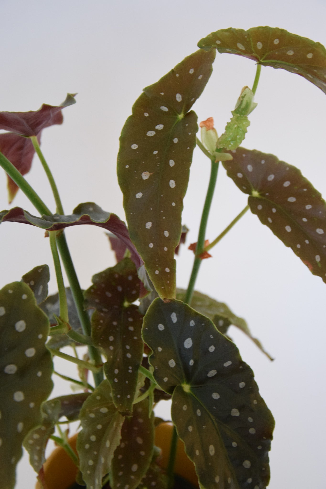 6" Begonia Maculata