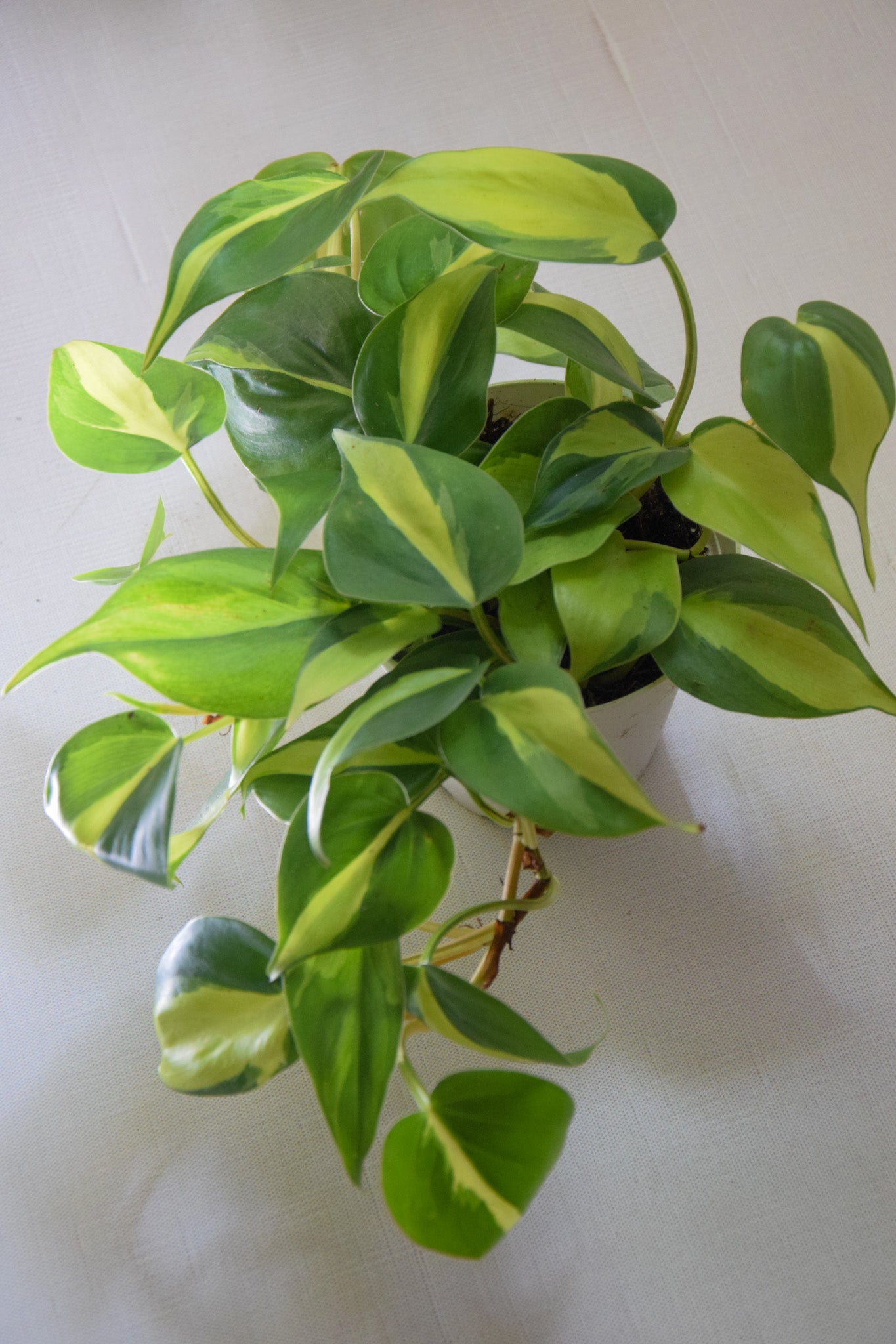 4" Philo Brazil