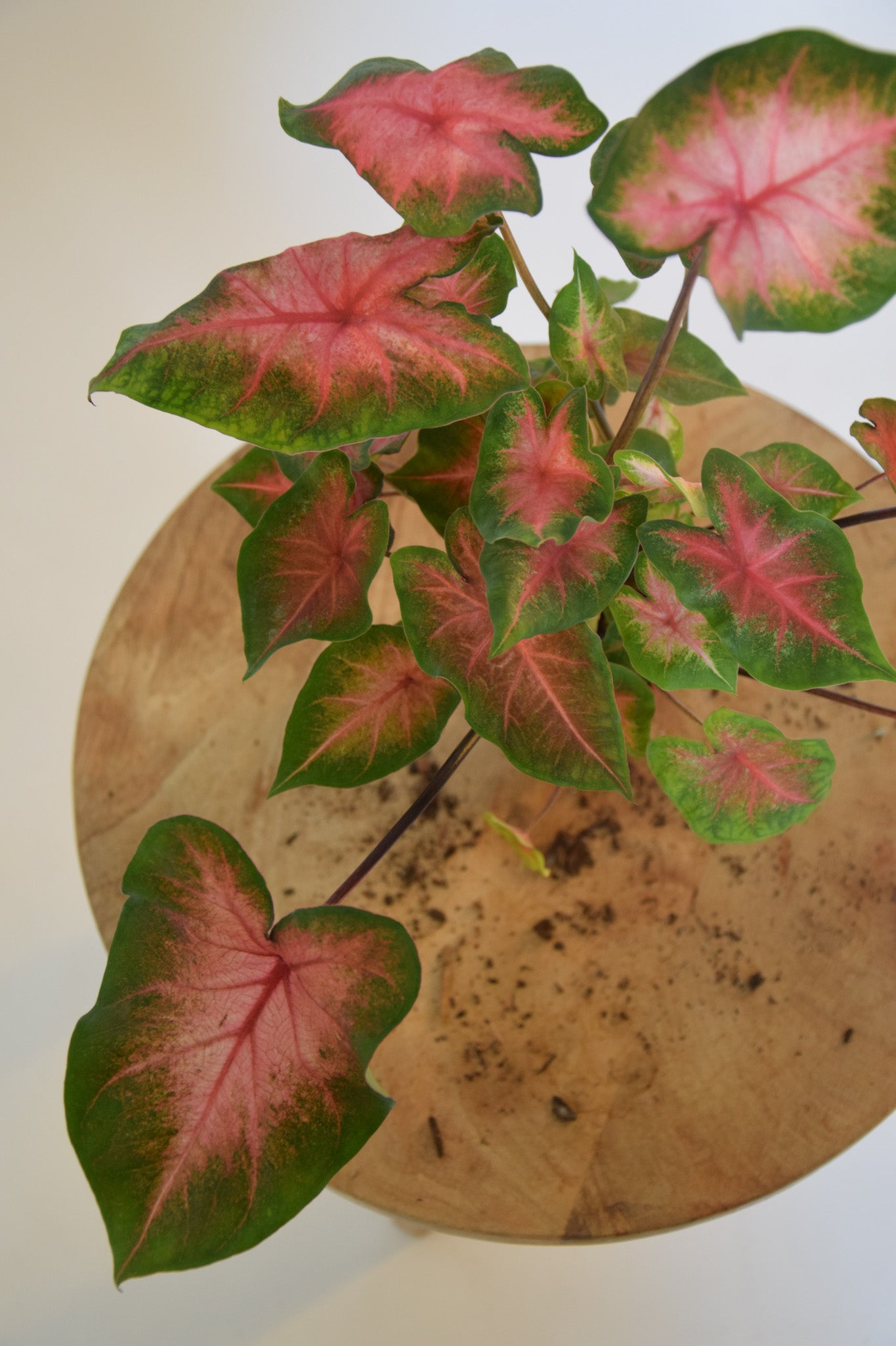 4" Caladium