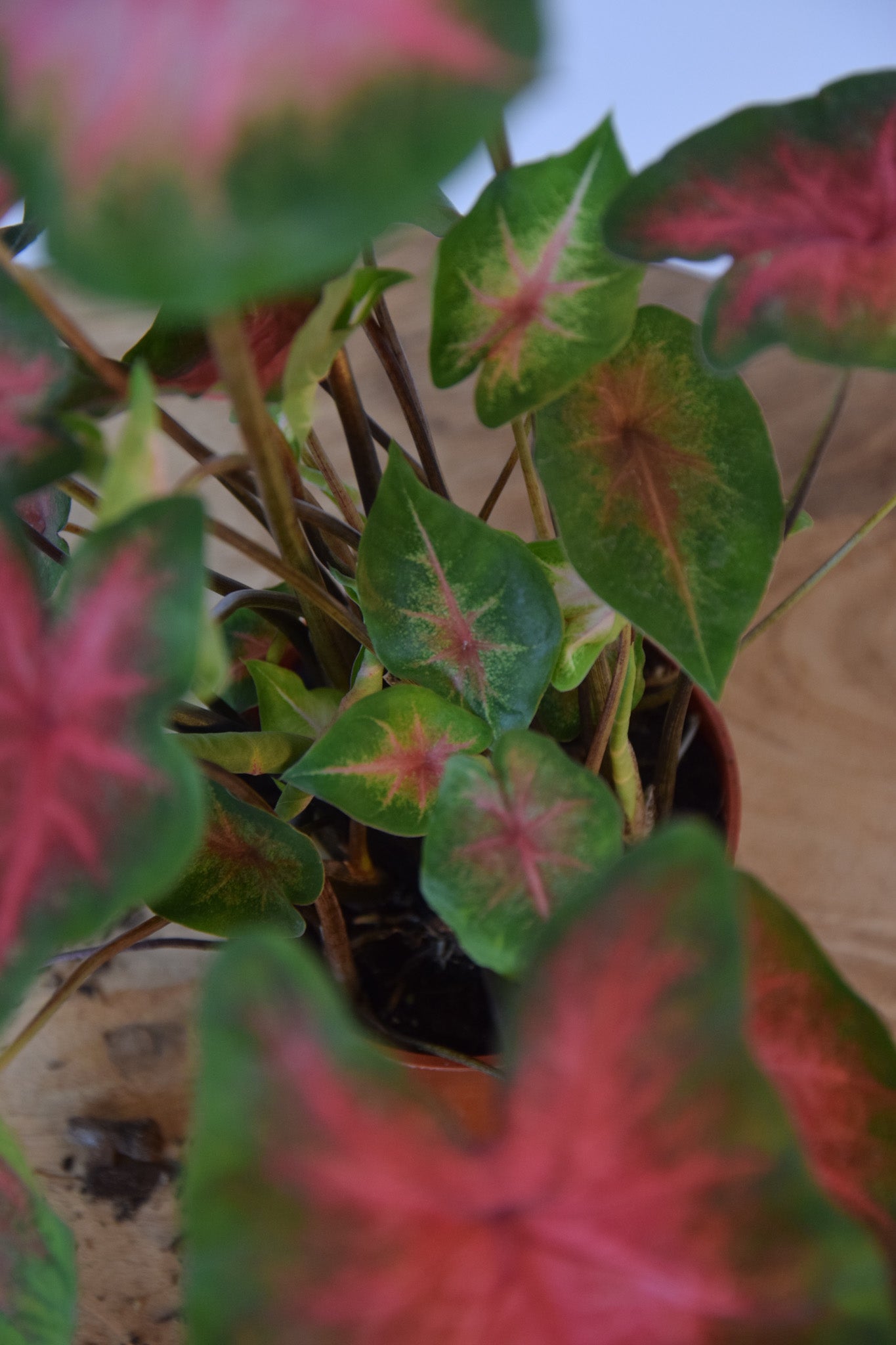 4" Caladium