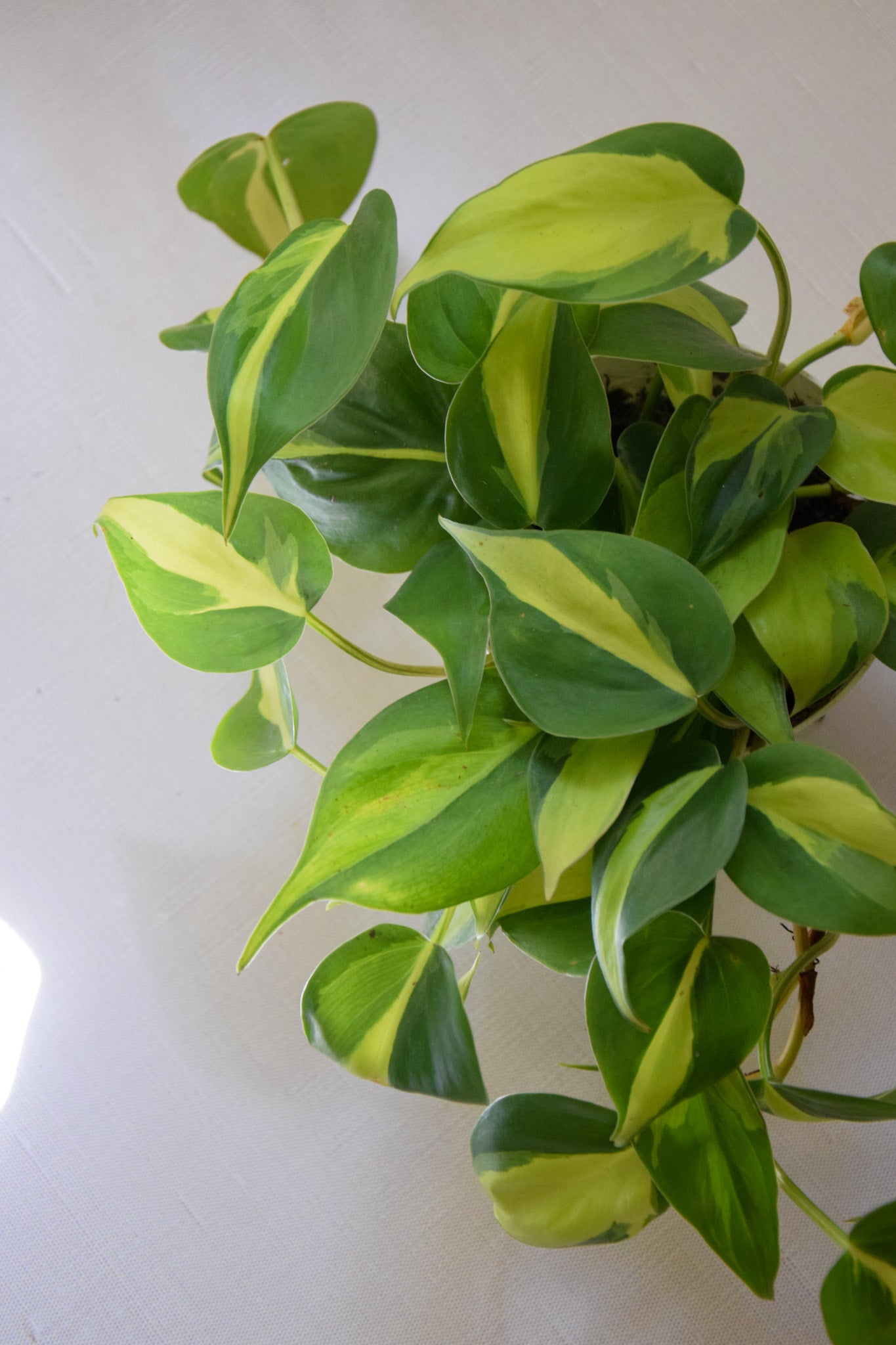4" Philo Brazil