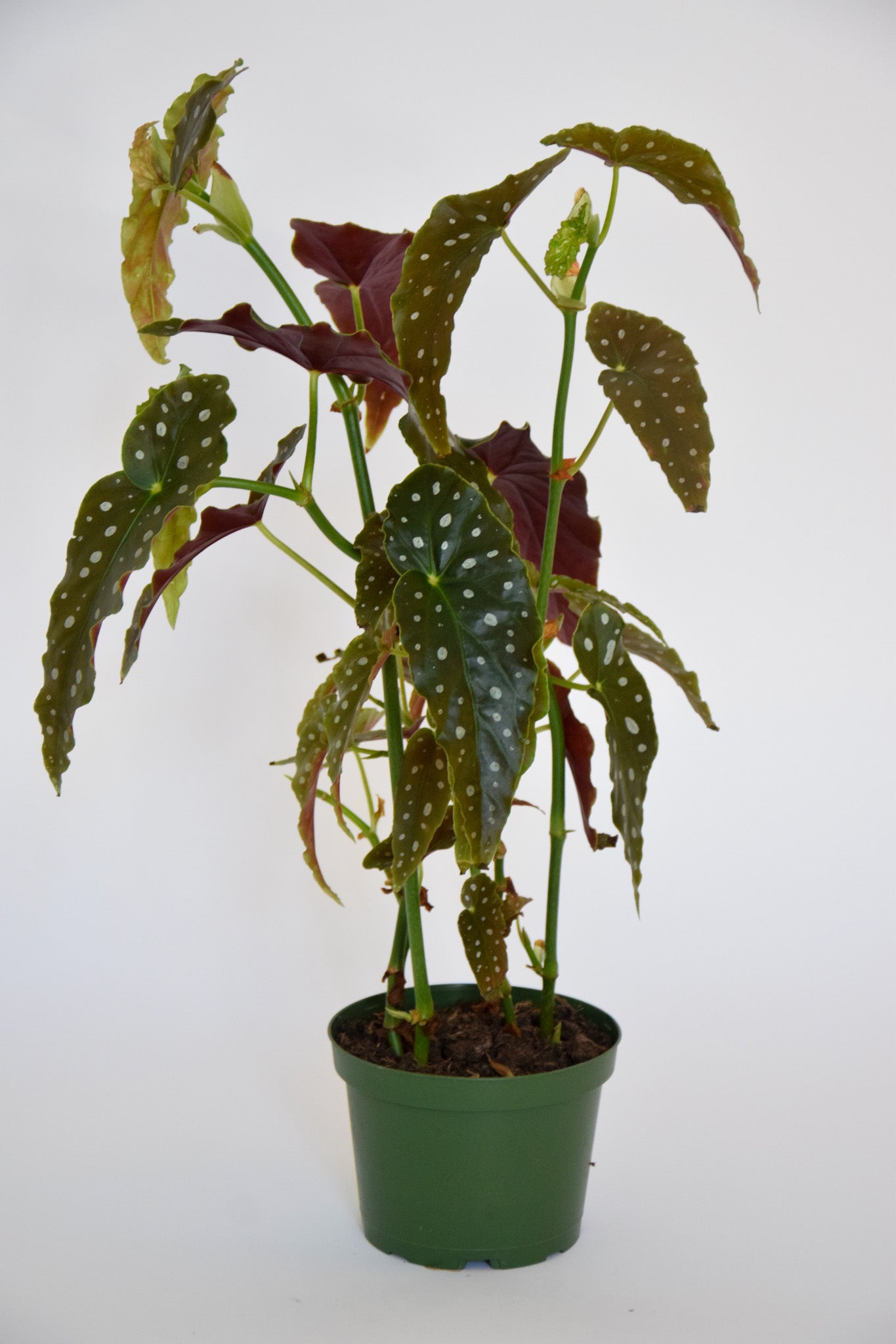 6" Begonia Maculata