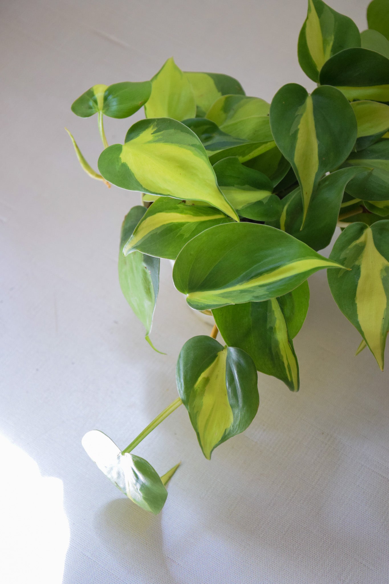 4" Philo Brazil