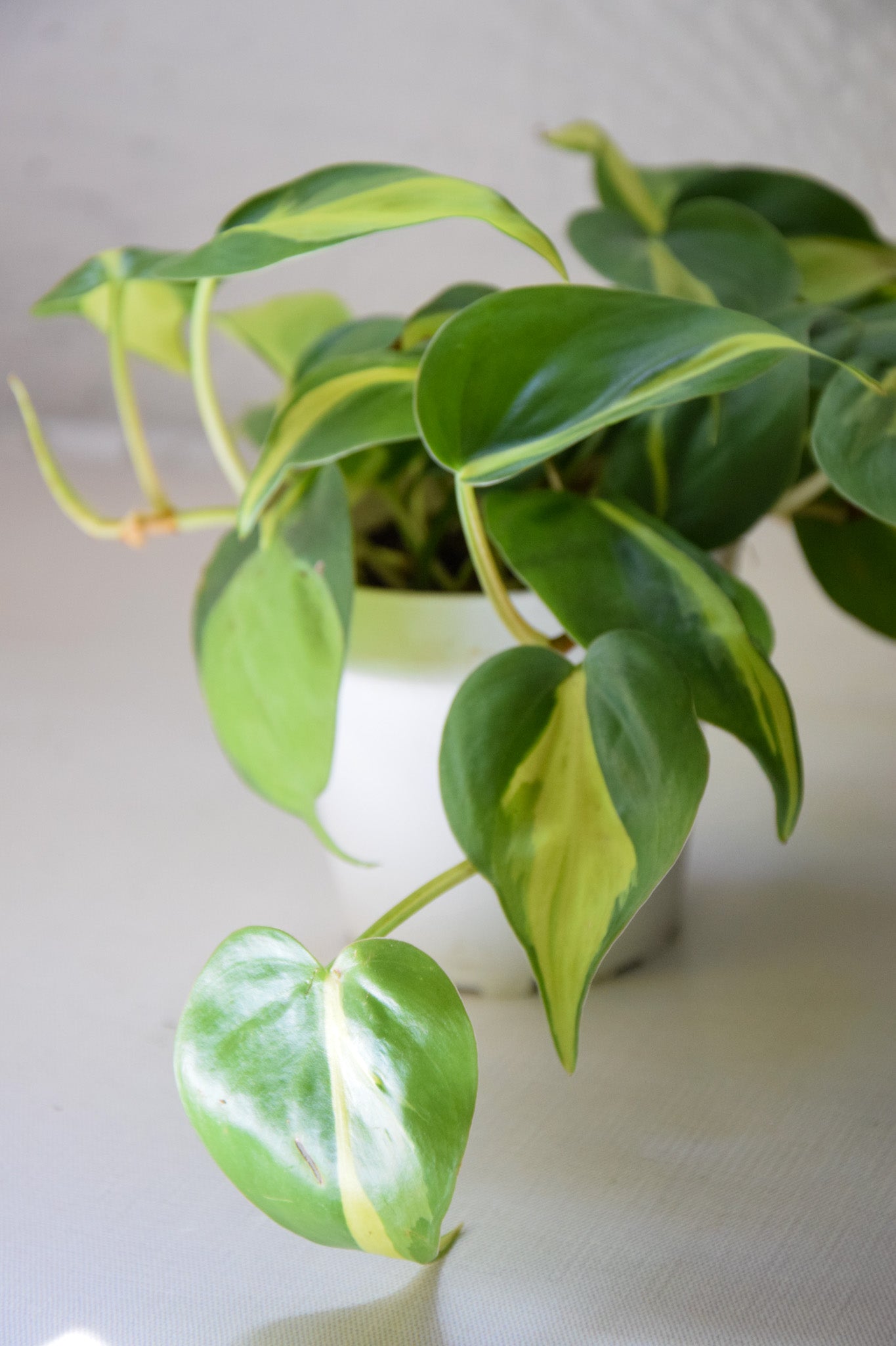 4" Philo Brazil