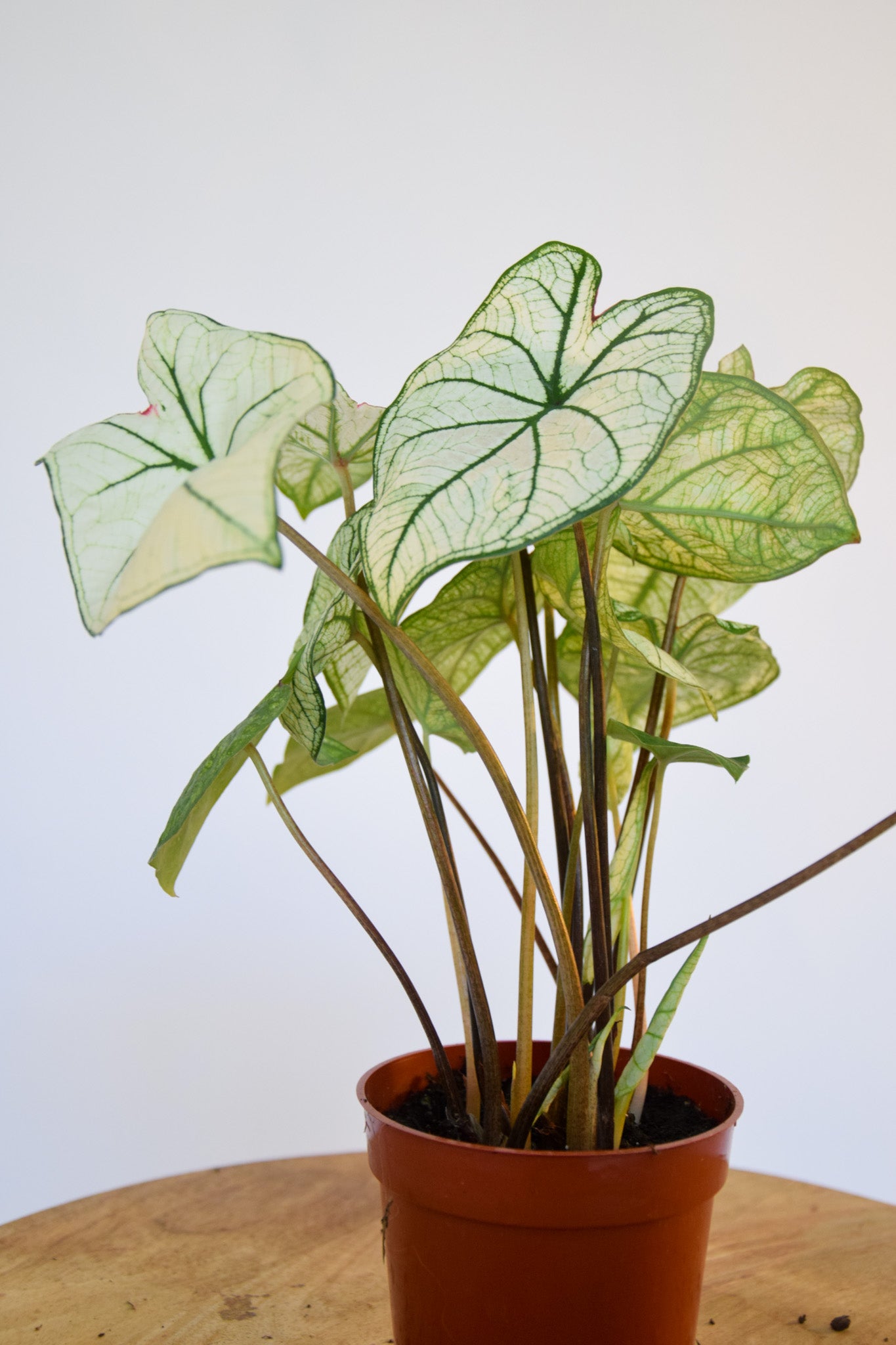 4" Caladium