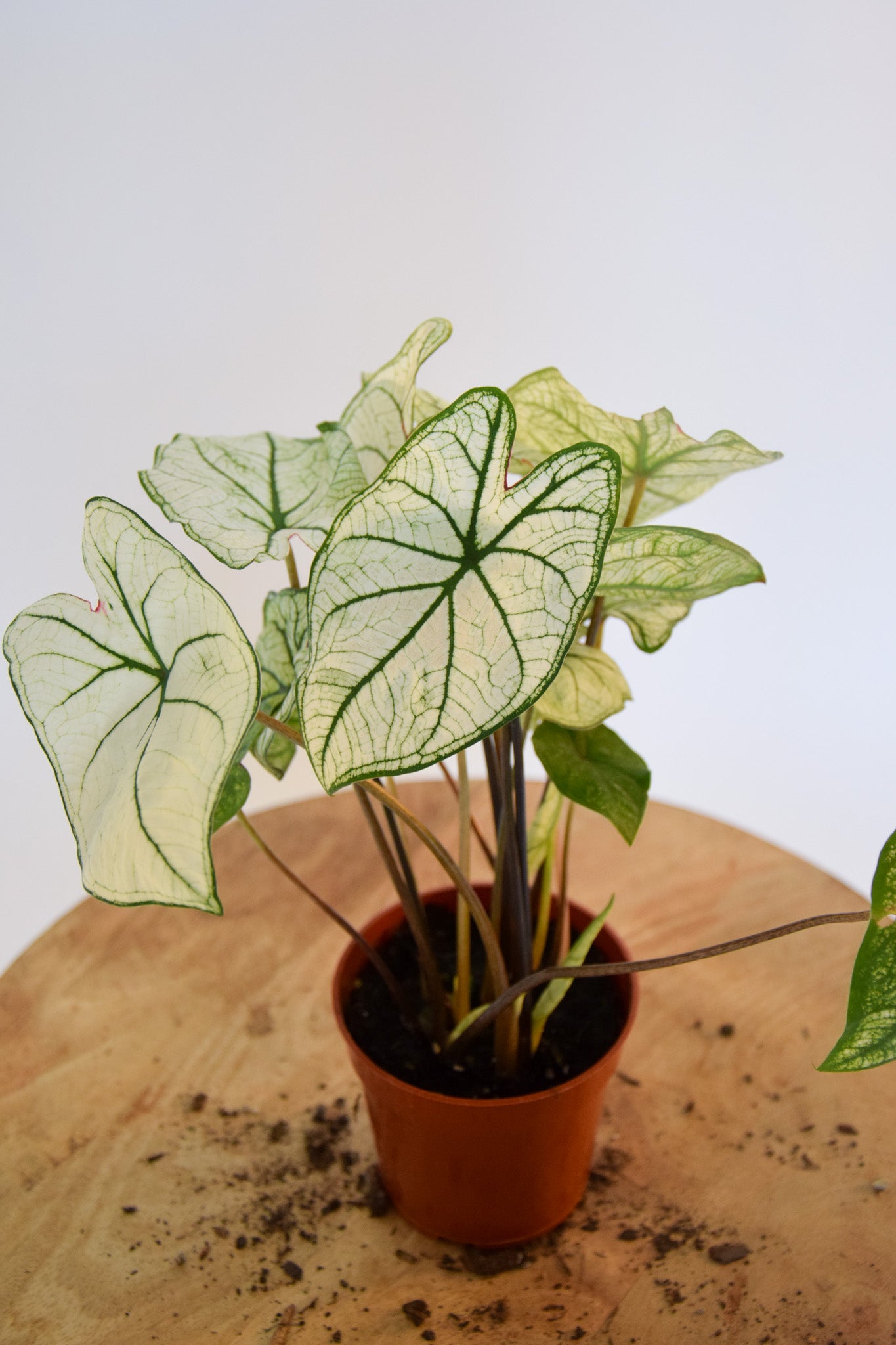 4" Caladium