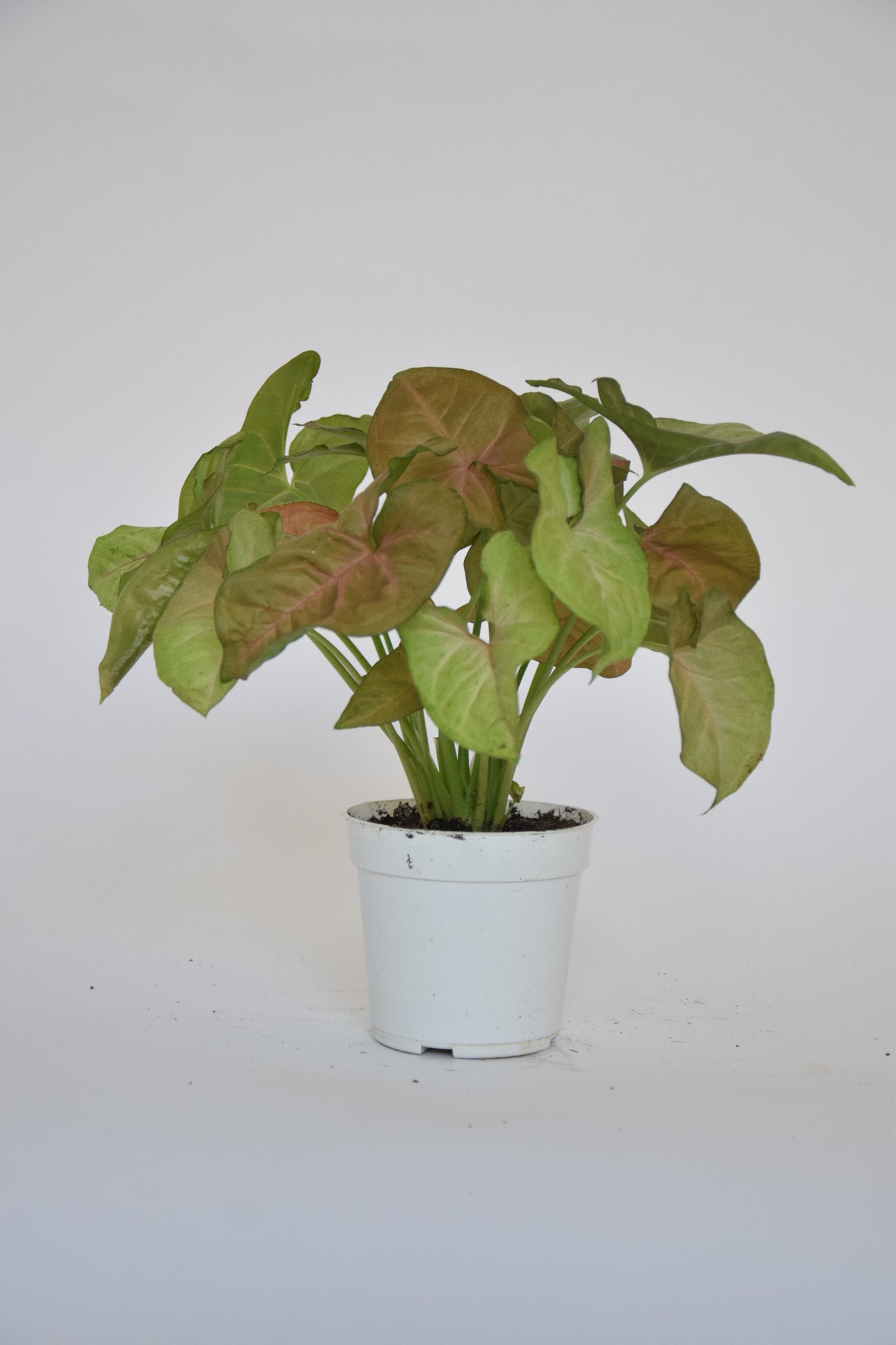 4" Syngonium Allusion
