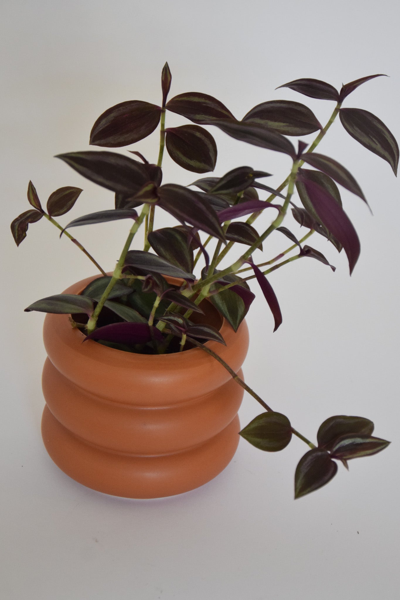 4" Tradescantia Purple Gem