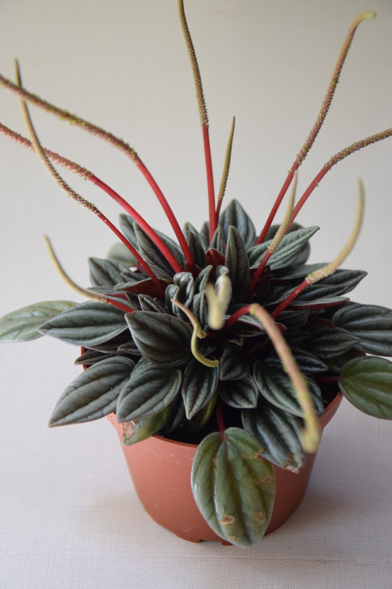 4" Peperomia Pearl