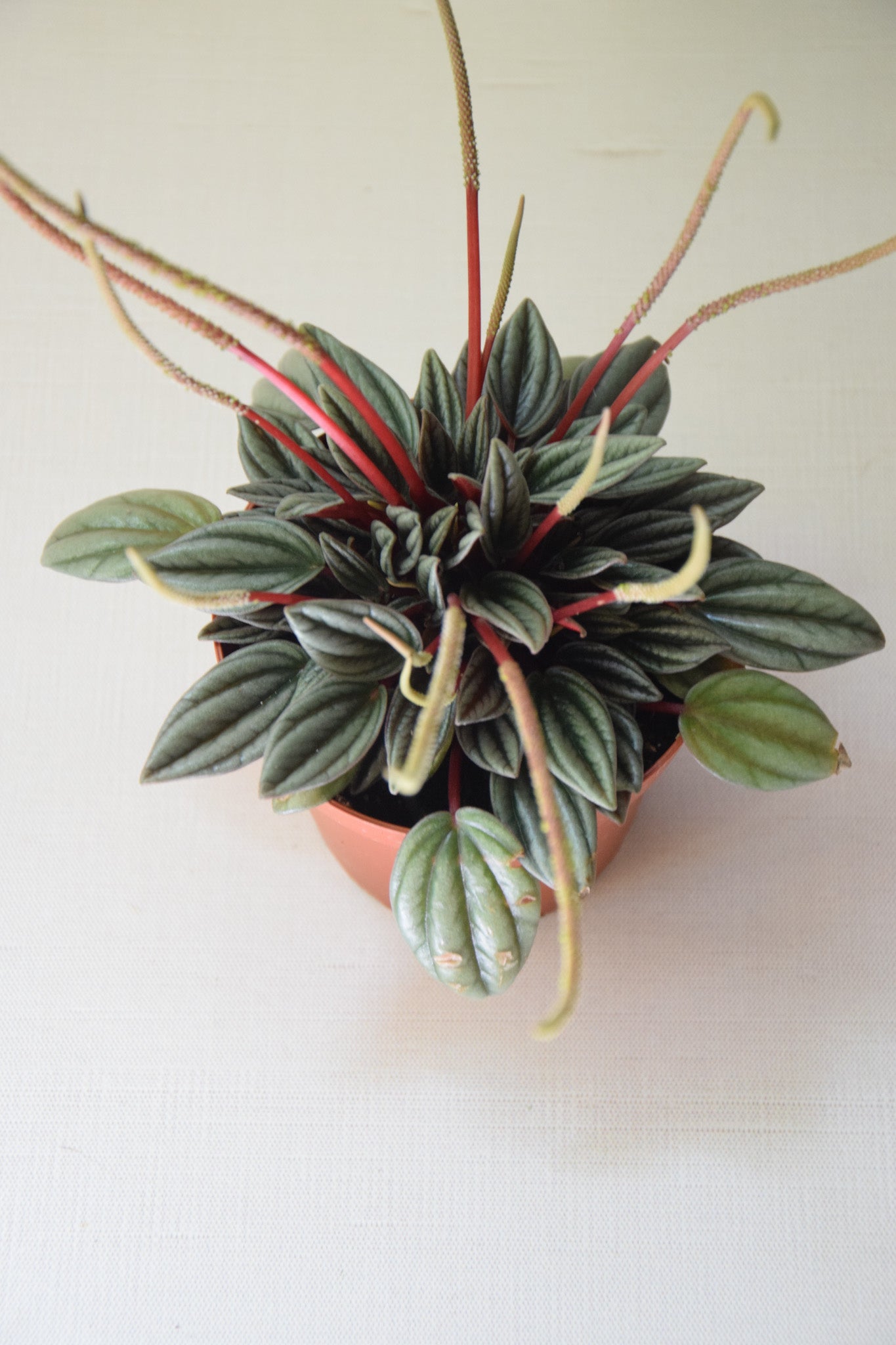 4" Peperomia Pearl