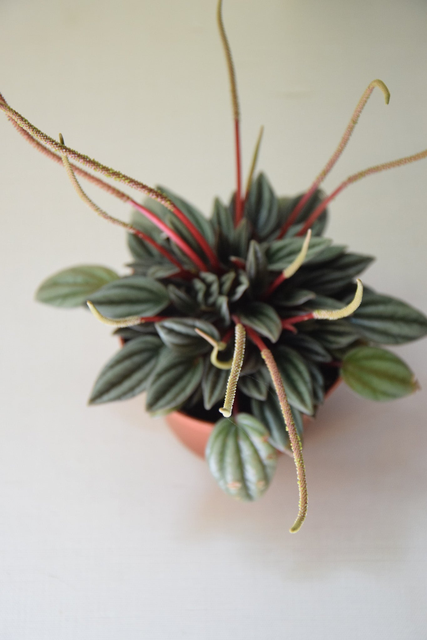 4" Peperomia Pearl