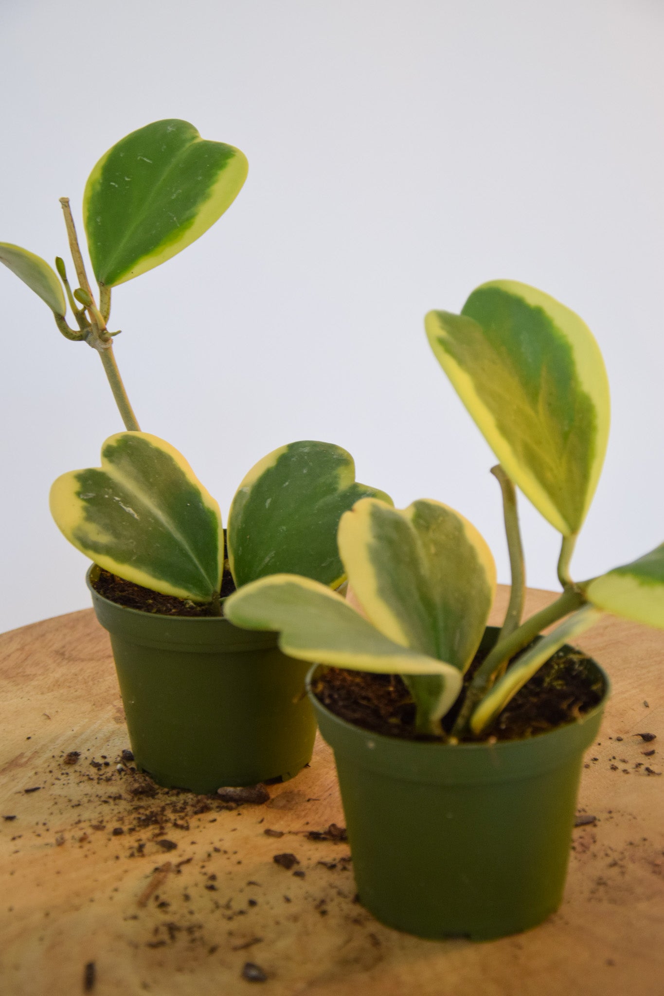 4" Hoya Kerrii Vine Variegated
