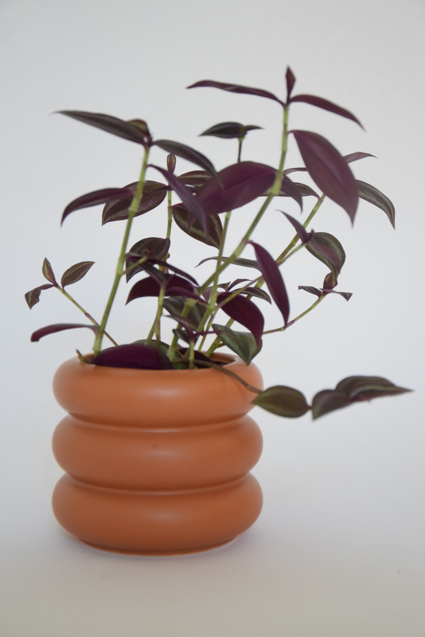 4" Tradescantia Purple Gem