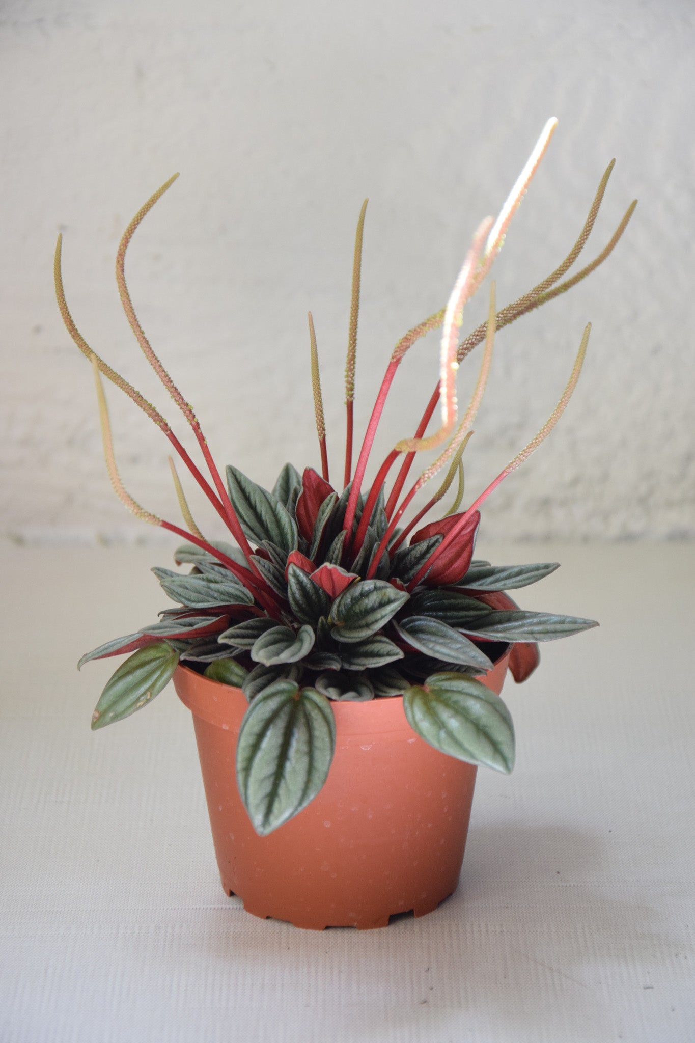 4" Peperomia Pearl