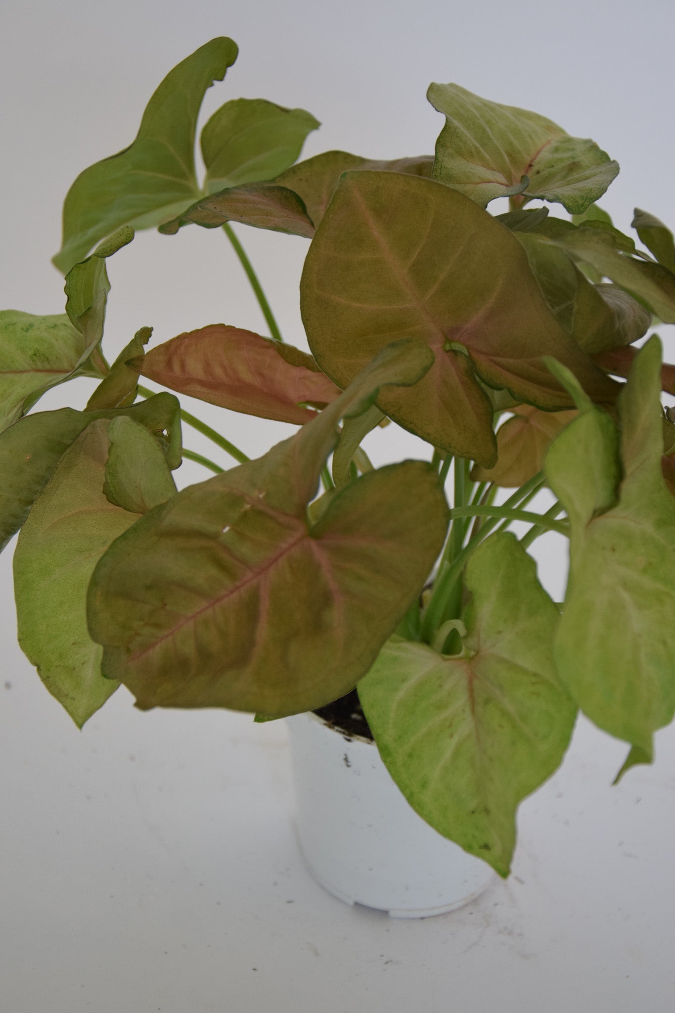 4" Syngonium Allusion