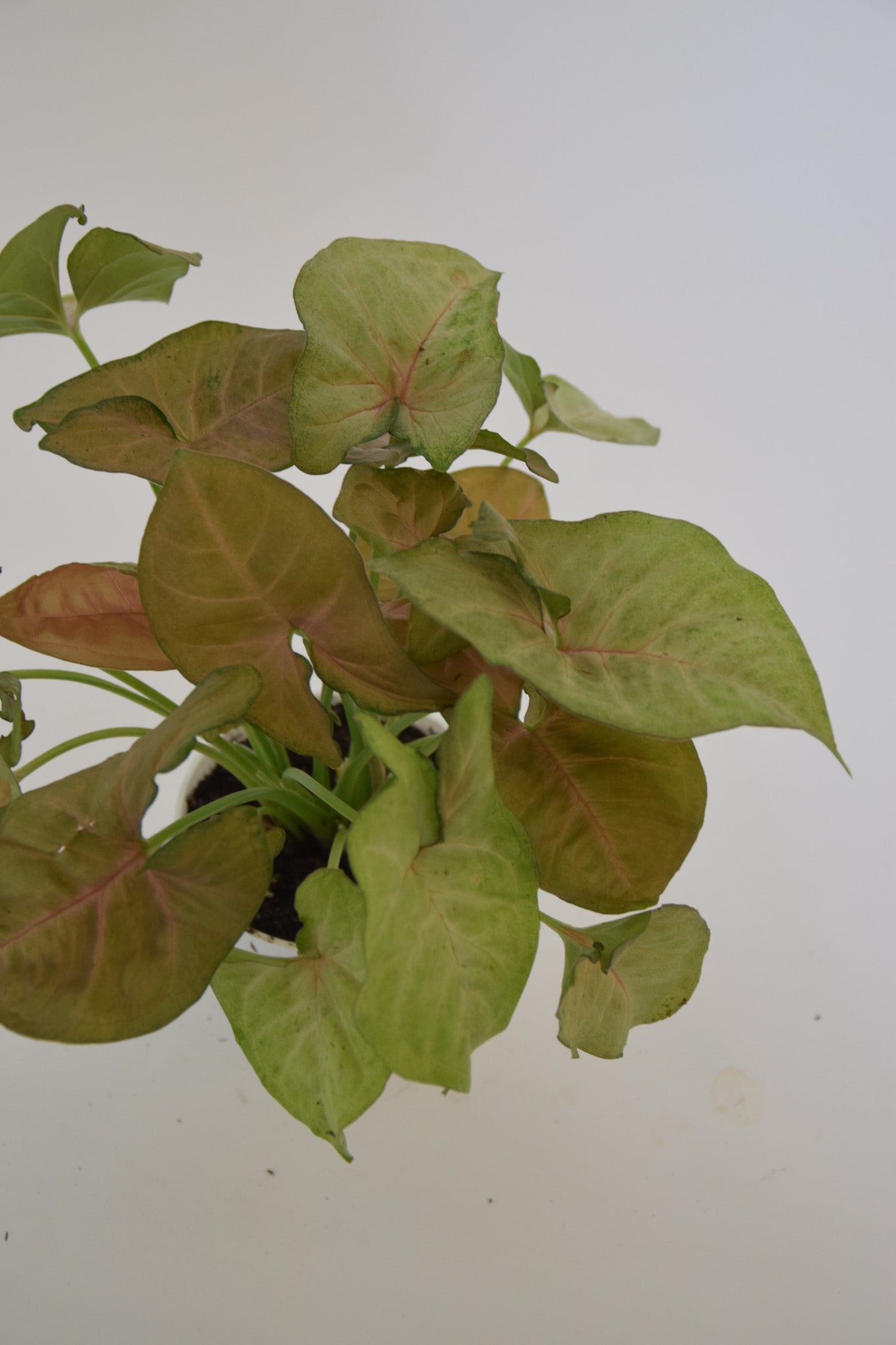 4" Syngonium Allusion