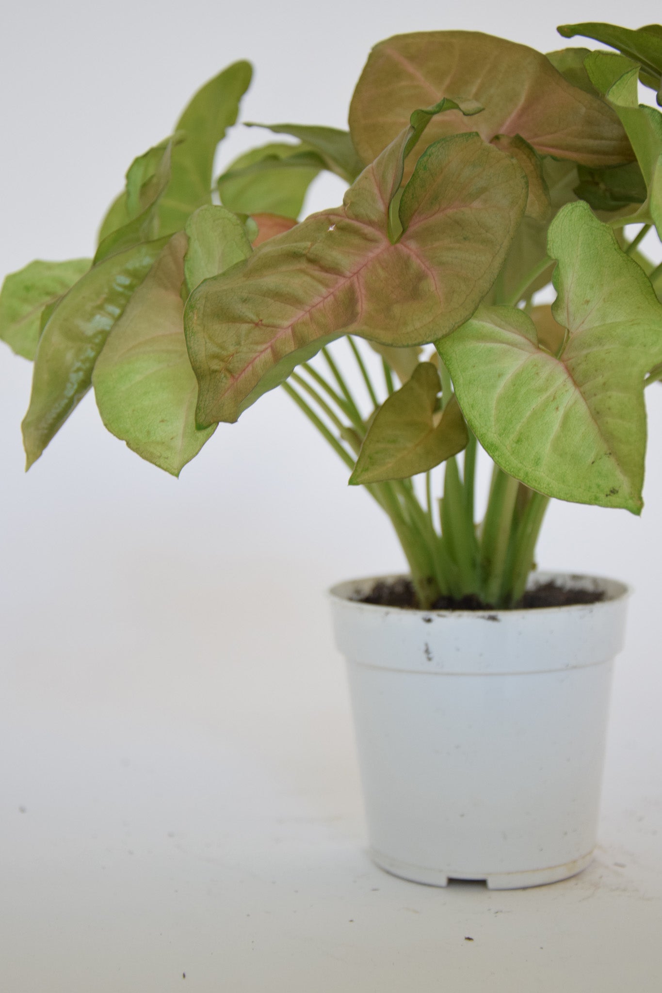 4" Syngonium Allusion