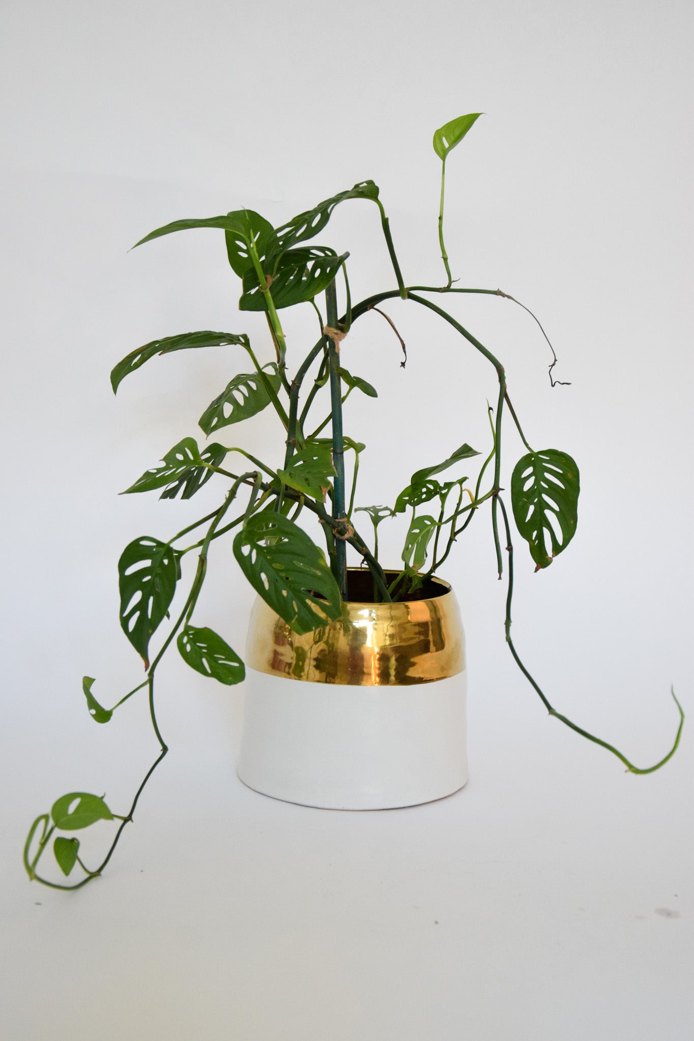 6" Monstera Adansonii