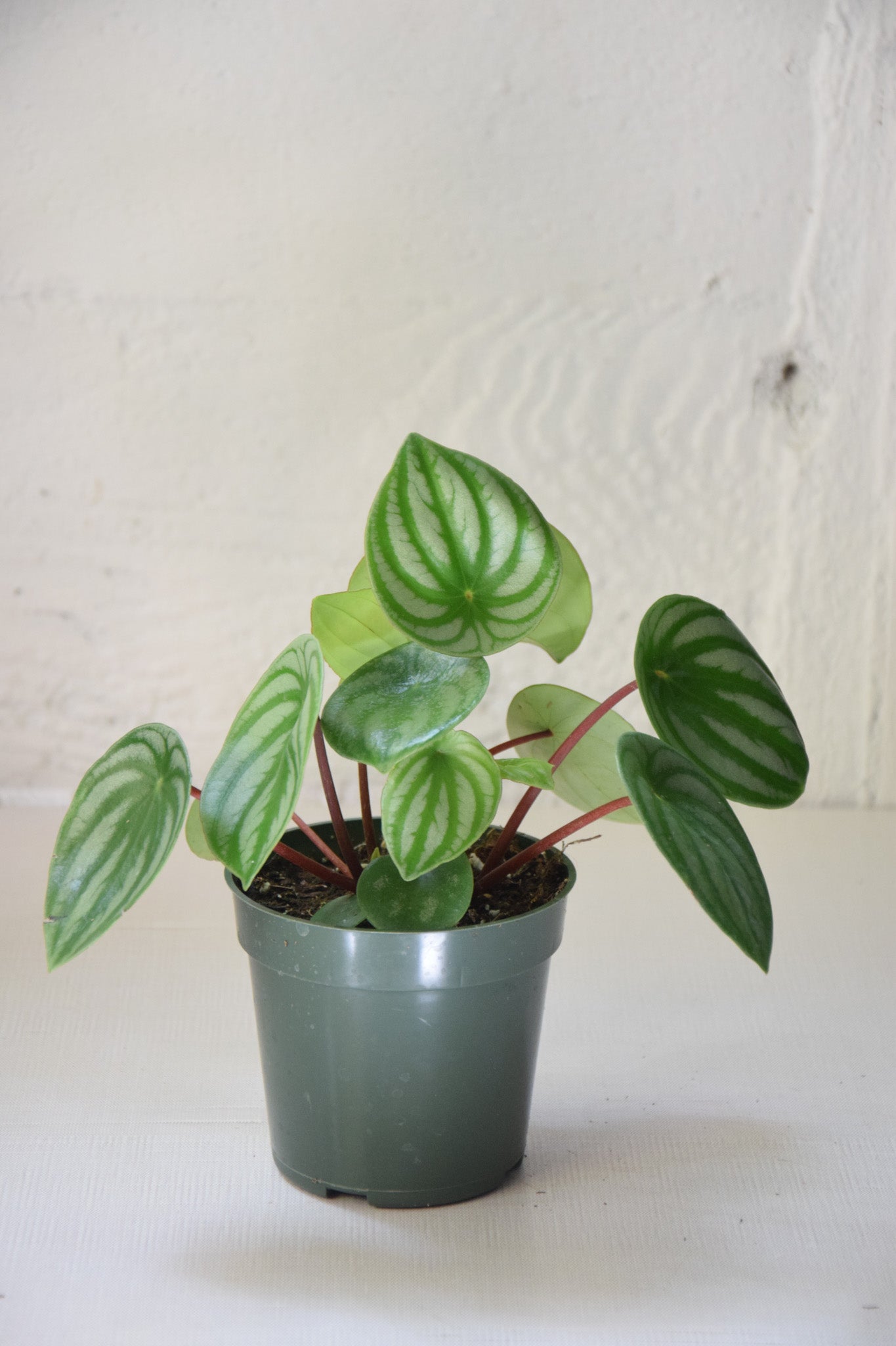 4" Peperomia Watermelon