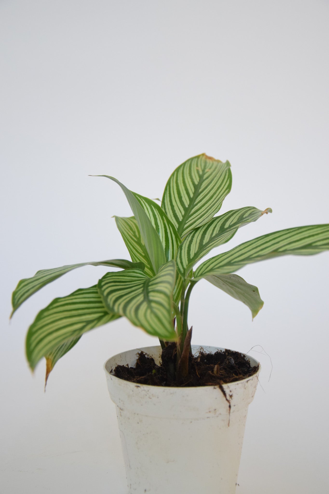 4" Calathea Vittata