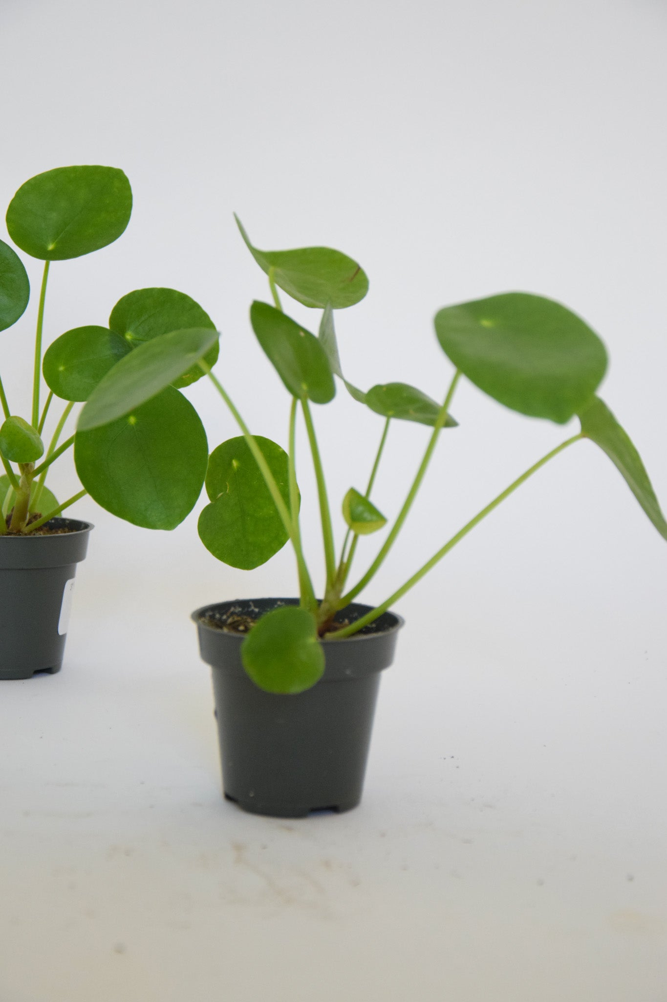 3" Pilea Peperomioides