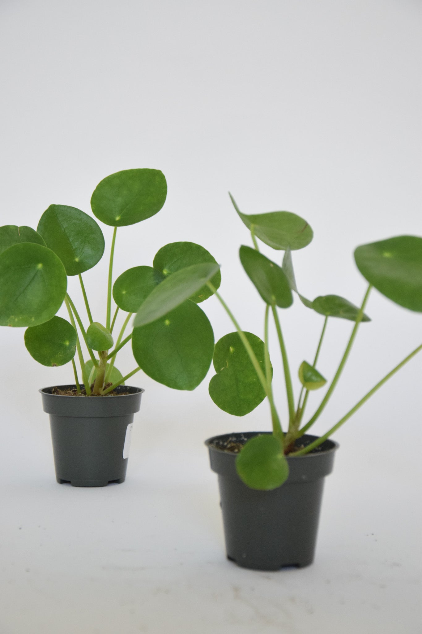 3" Pilea Peperomioides