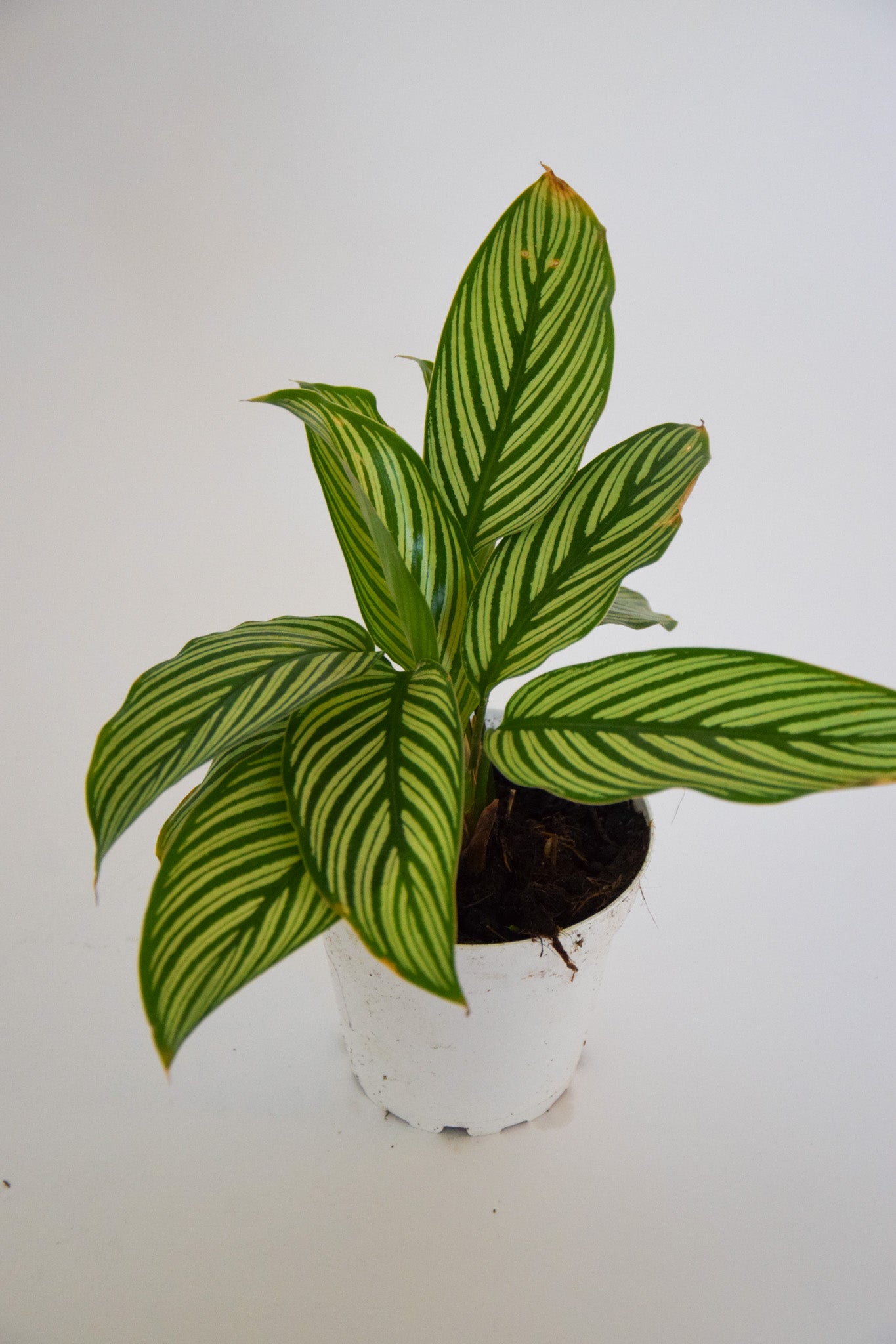 4" Calathea Vittata