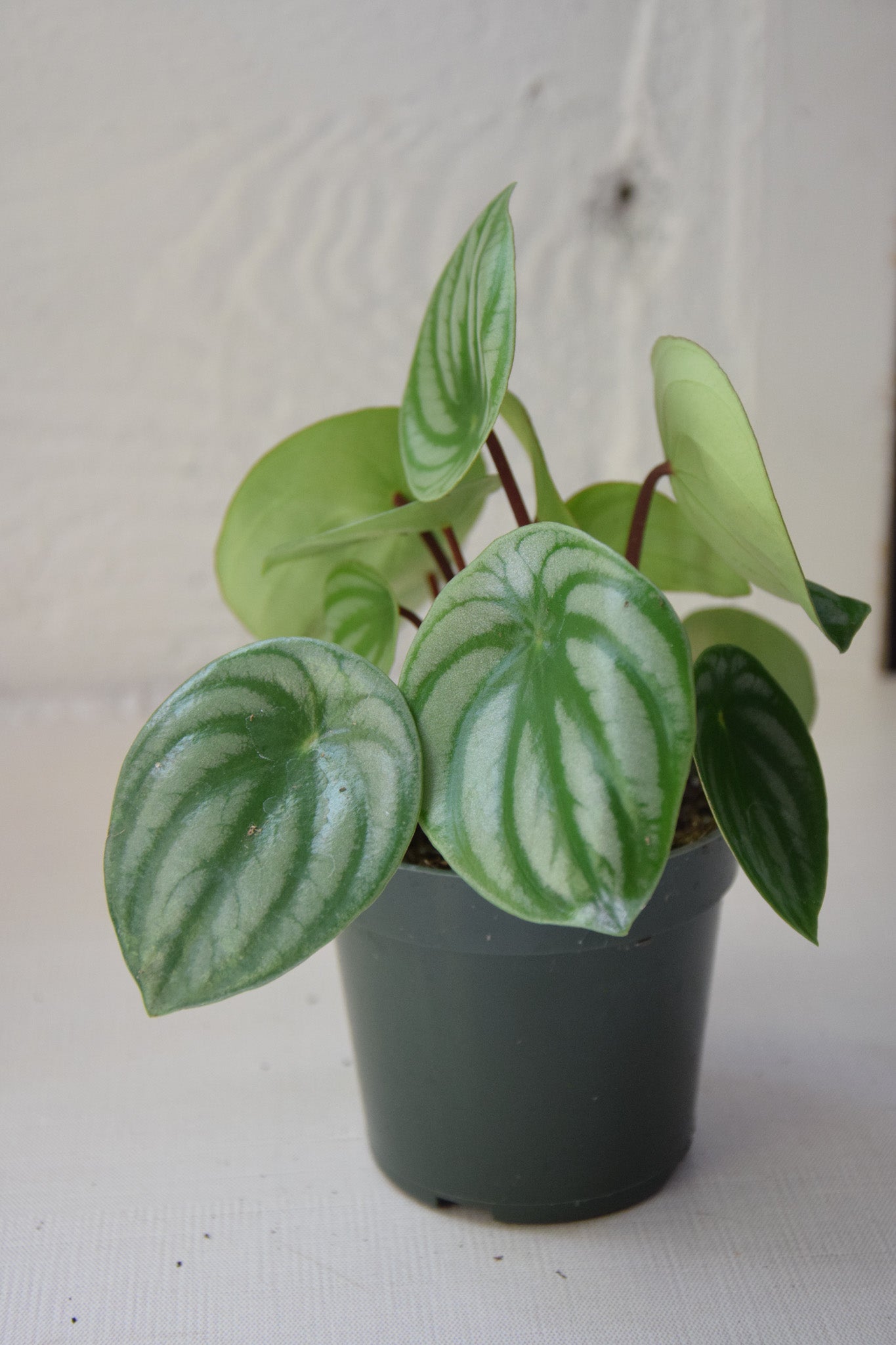 4" Peperomia Watermelon