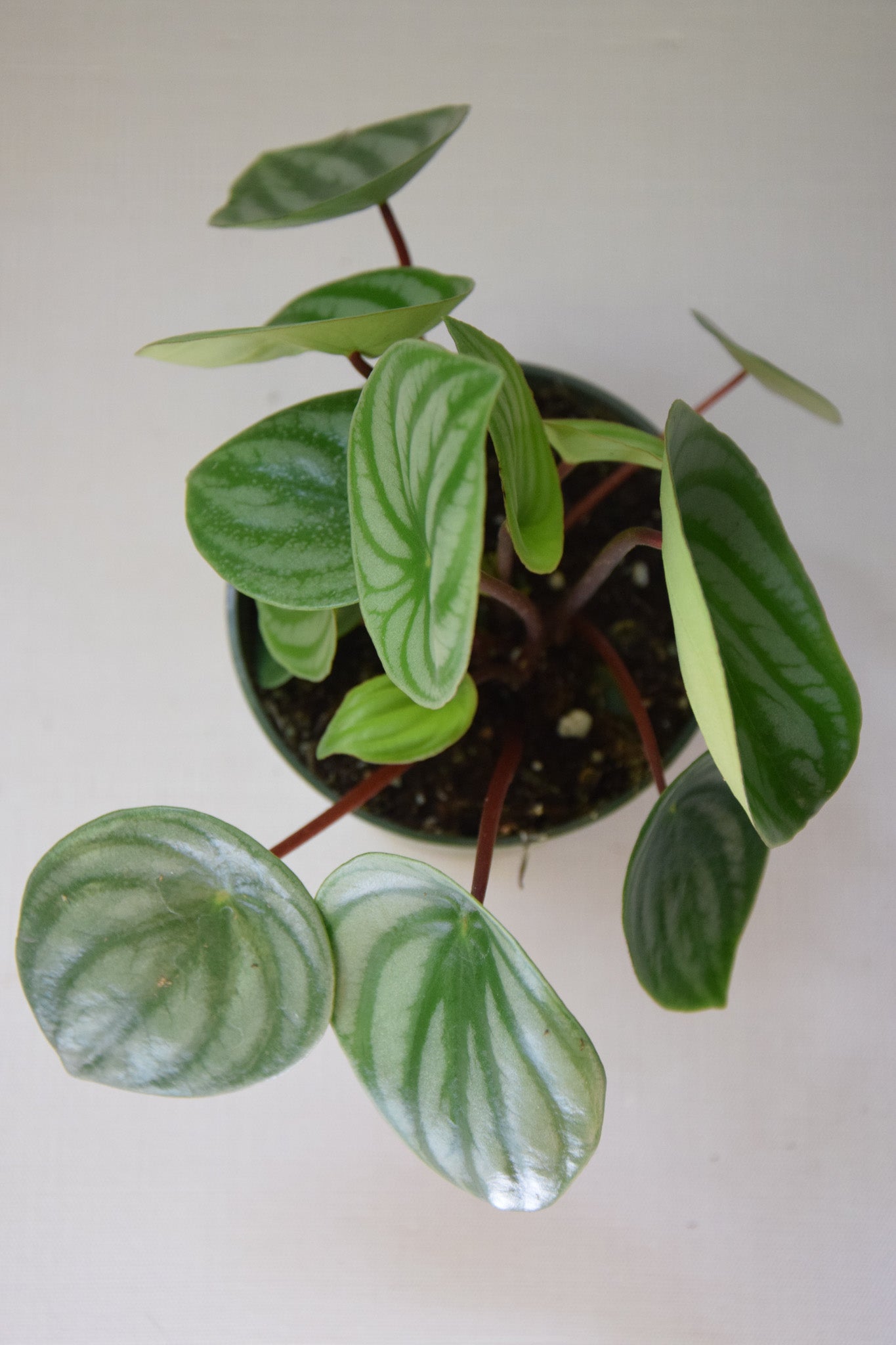 4" Peperomia Watermelon
