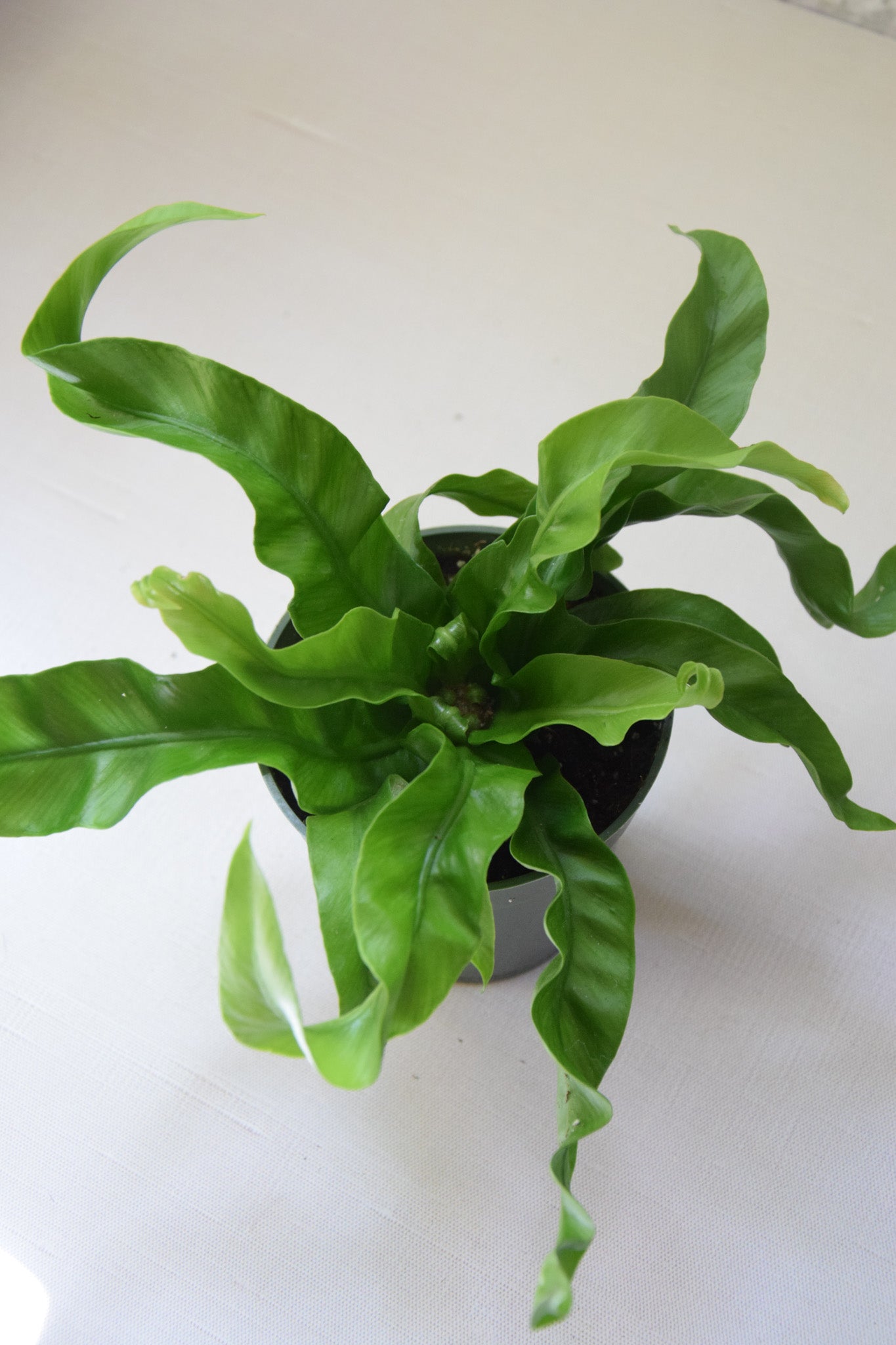 4" Birdnest Hurricane Fern