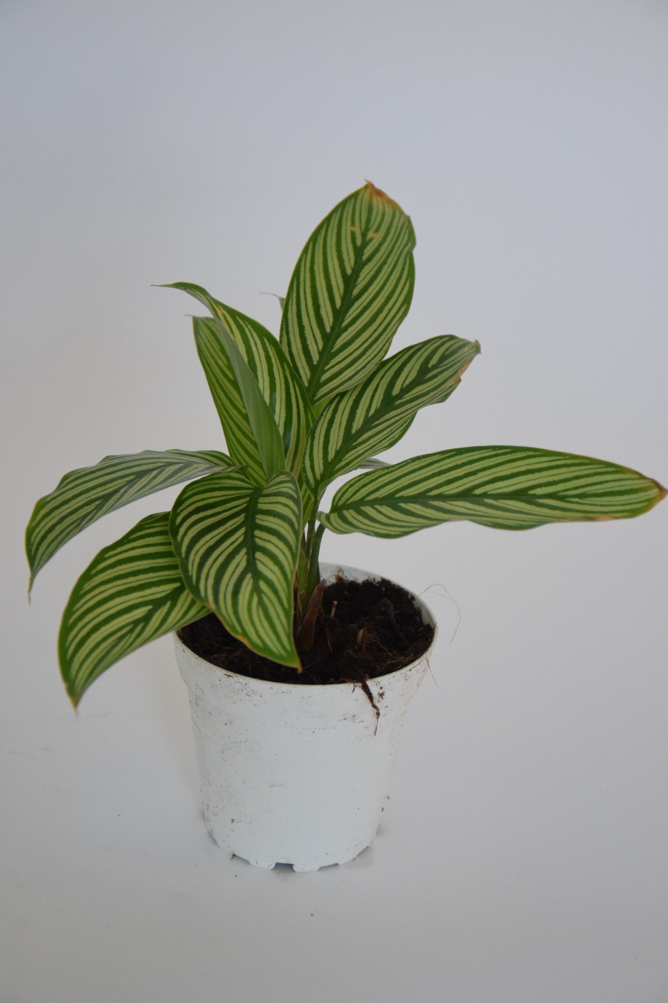 4" Calathea Vittata
