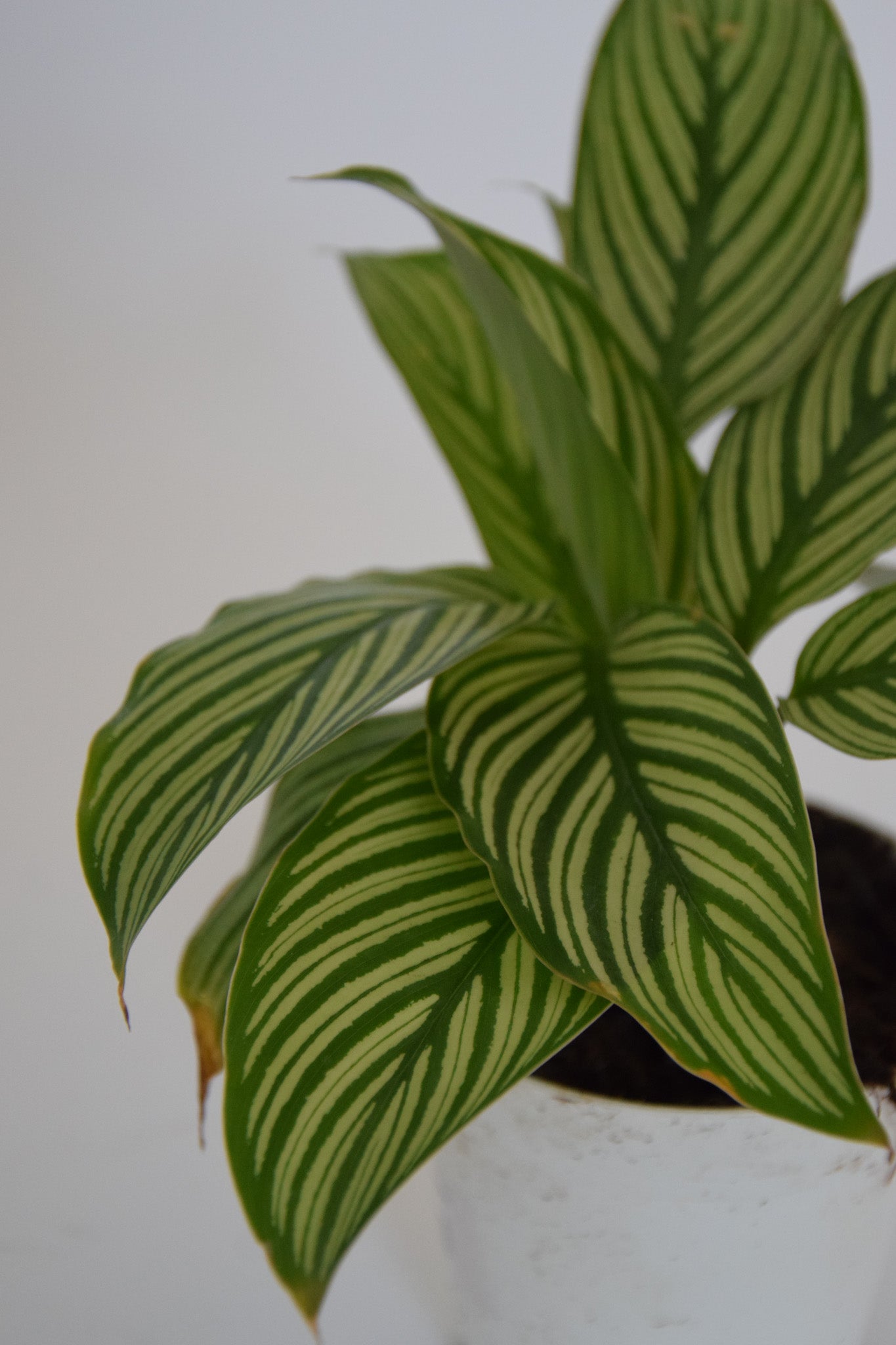 4" Calathea Vittata