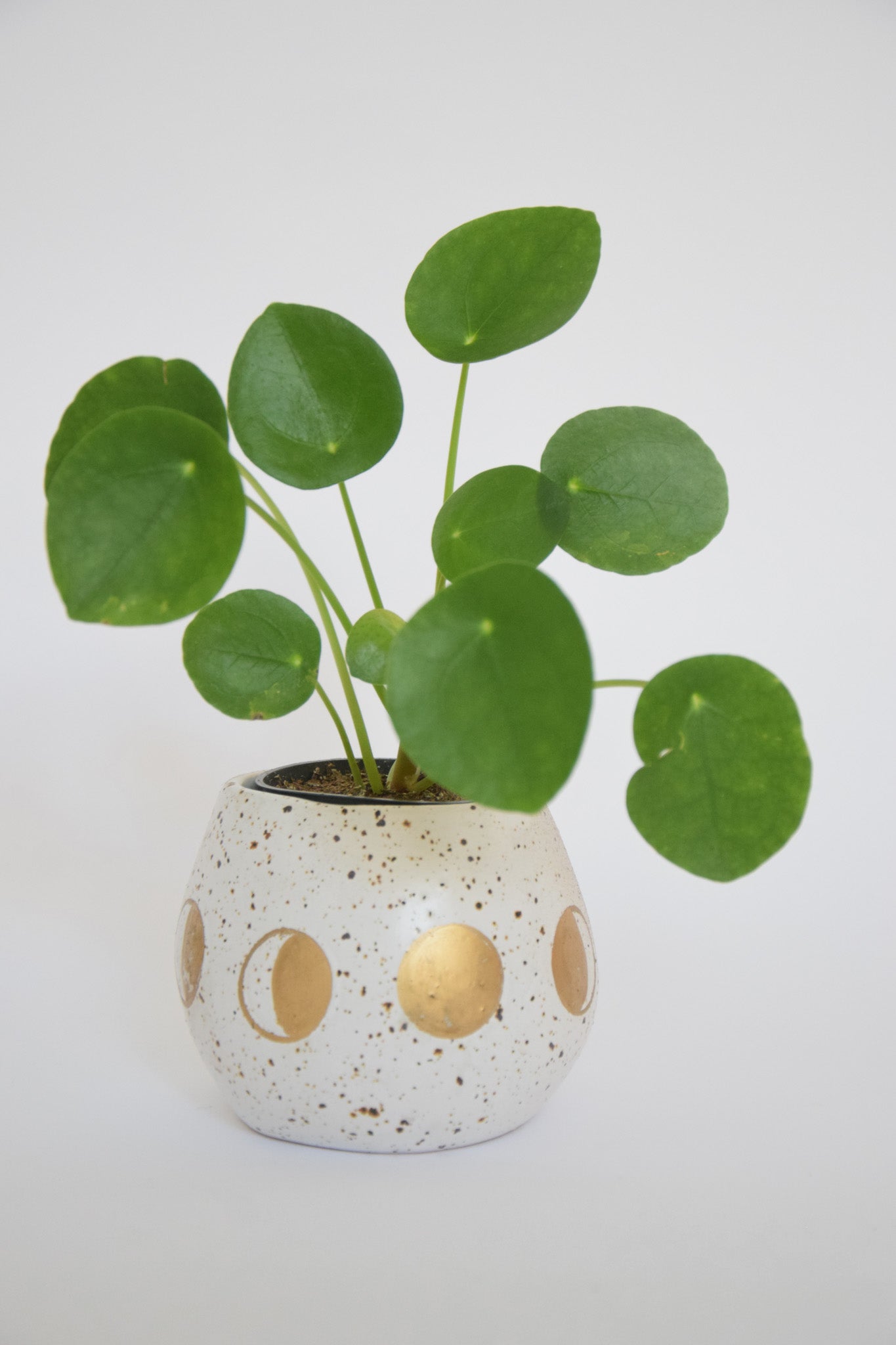 3" Pilea Peperomioides