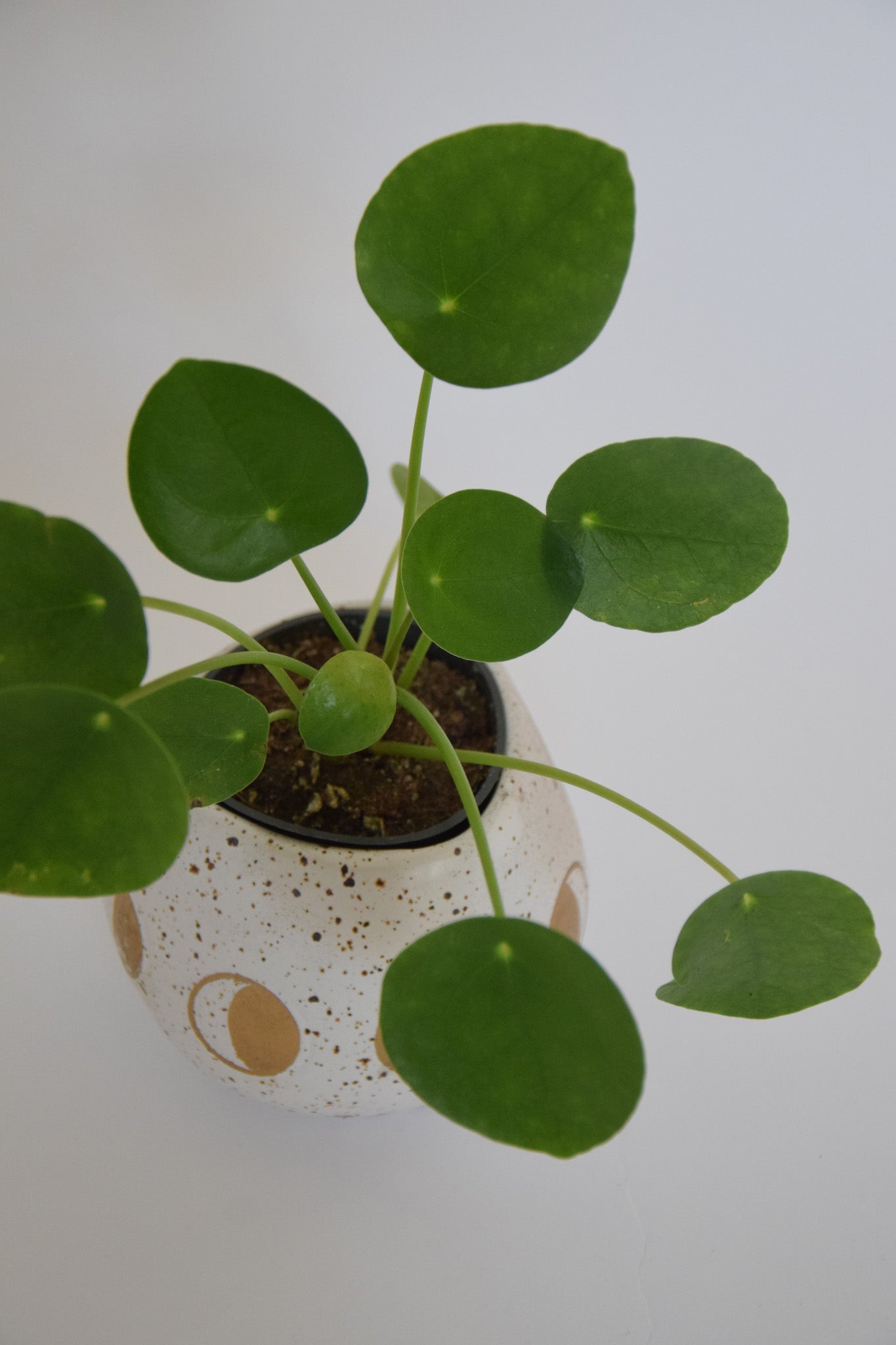 3" Pilea Peperomioides