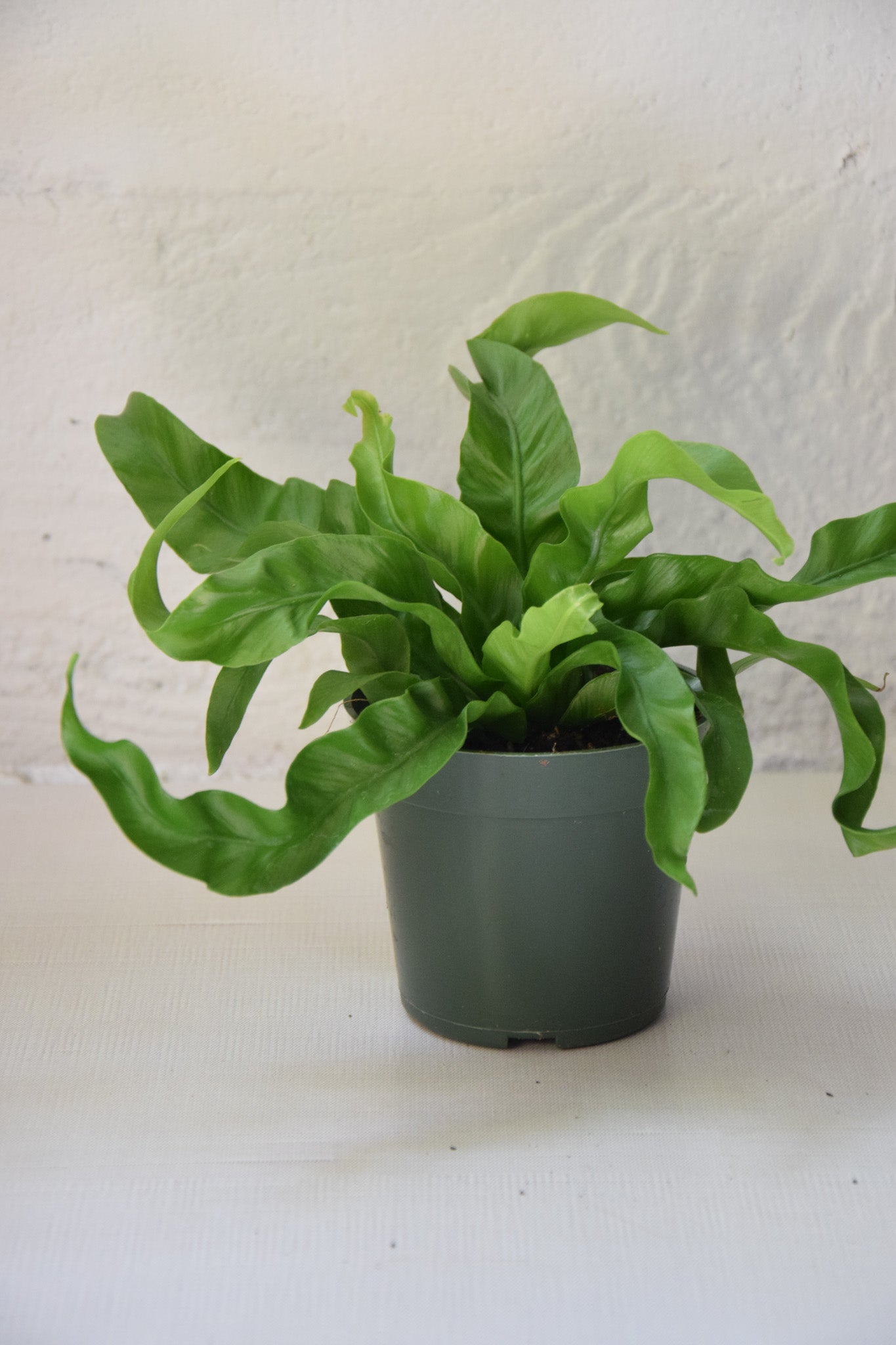4" Birdnest Hurricane Fern