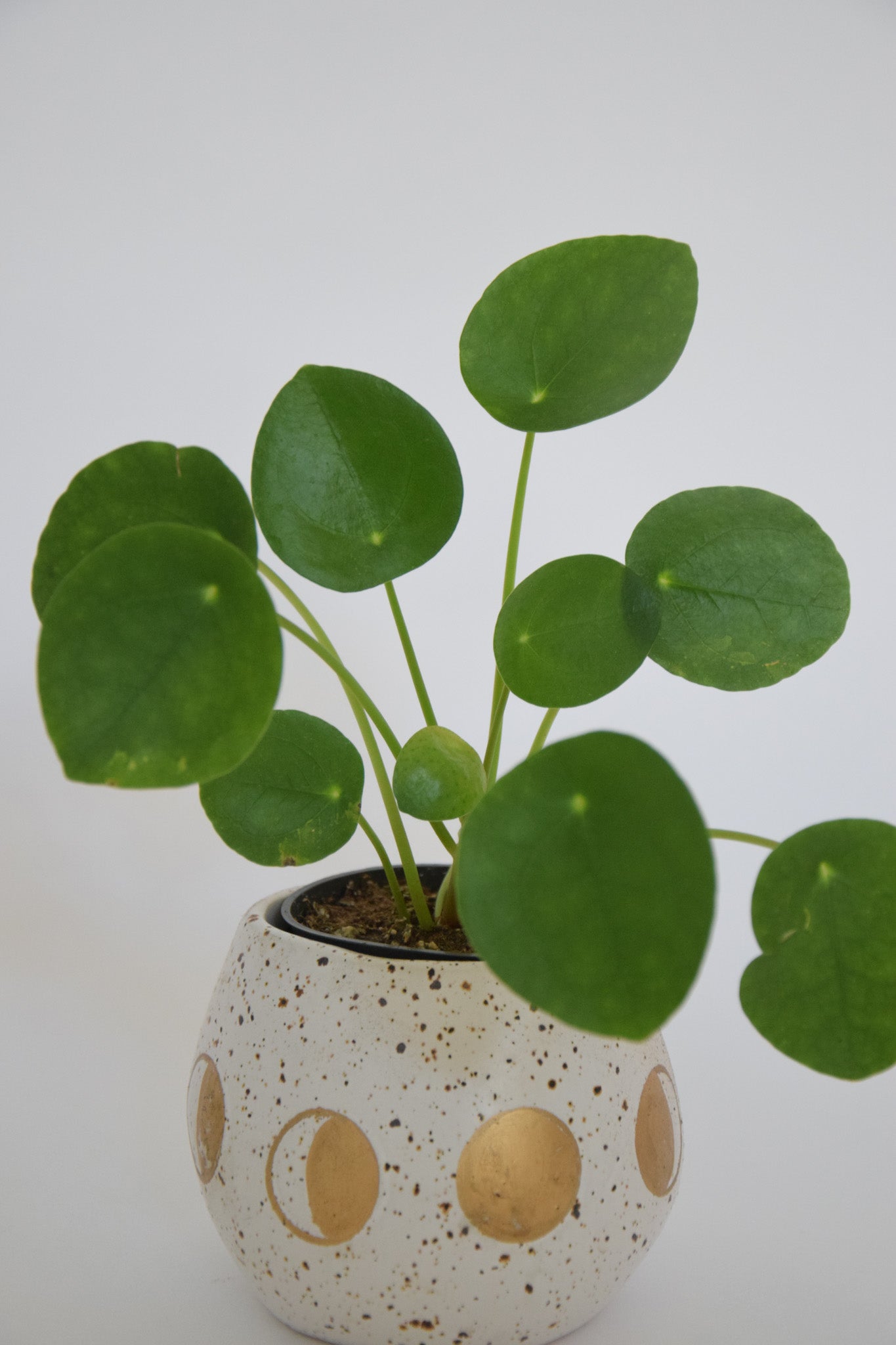 3" Pilea Peperomioides